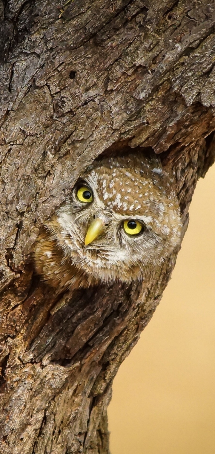 Baixar papel de parede para celular de Animais, Aves, Coruja, Pássaro gratuito.