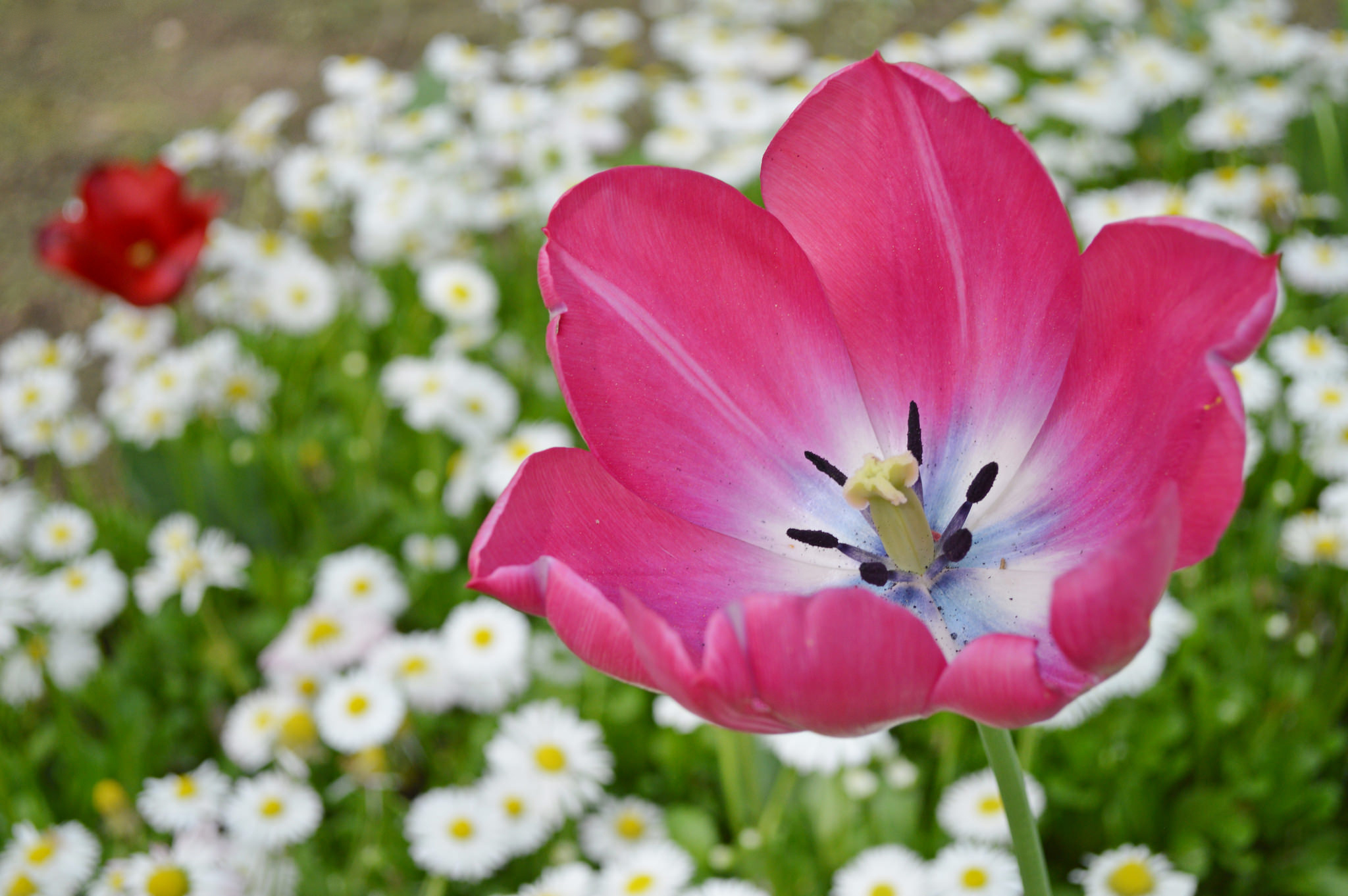 Handy-Wallpaper Blumen, Blume, Tulpe, Blütenblatt, Gänseblümchen, Erde/natur kostenlos herunterladen.