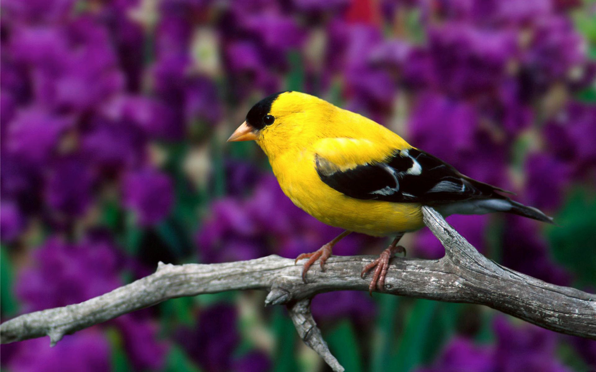 Laden Sie das Vogel, Vögel, Tiere-Bild kostenlos auf Ihren PC-Desktop herunter