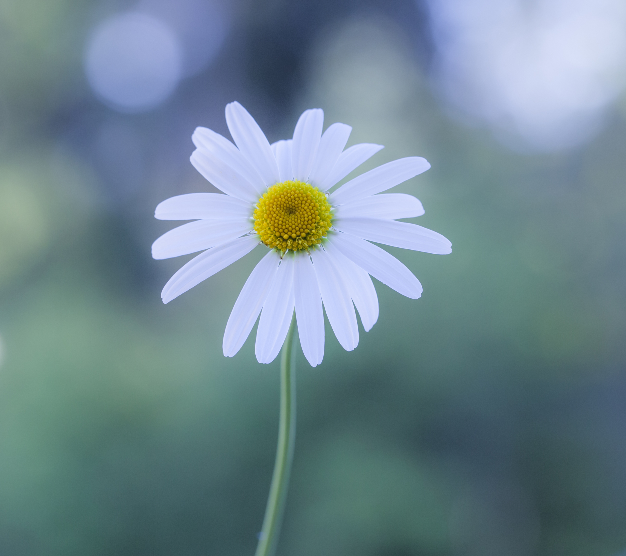 Free download wallpaper Daisy, Flowers, Earth on your PC desktop