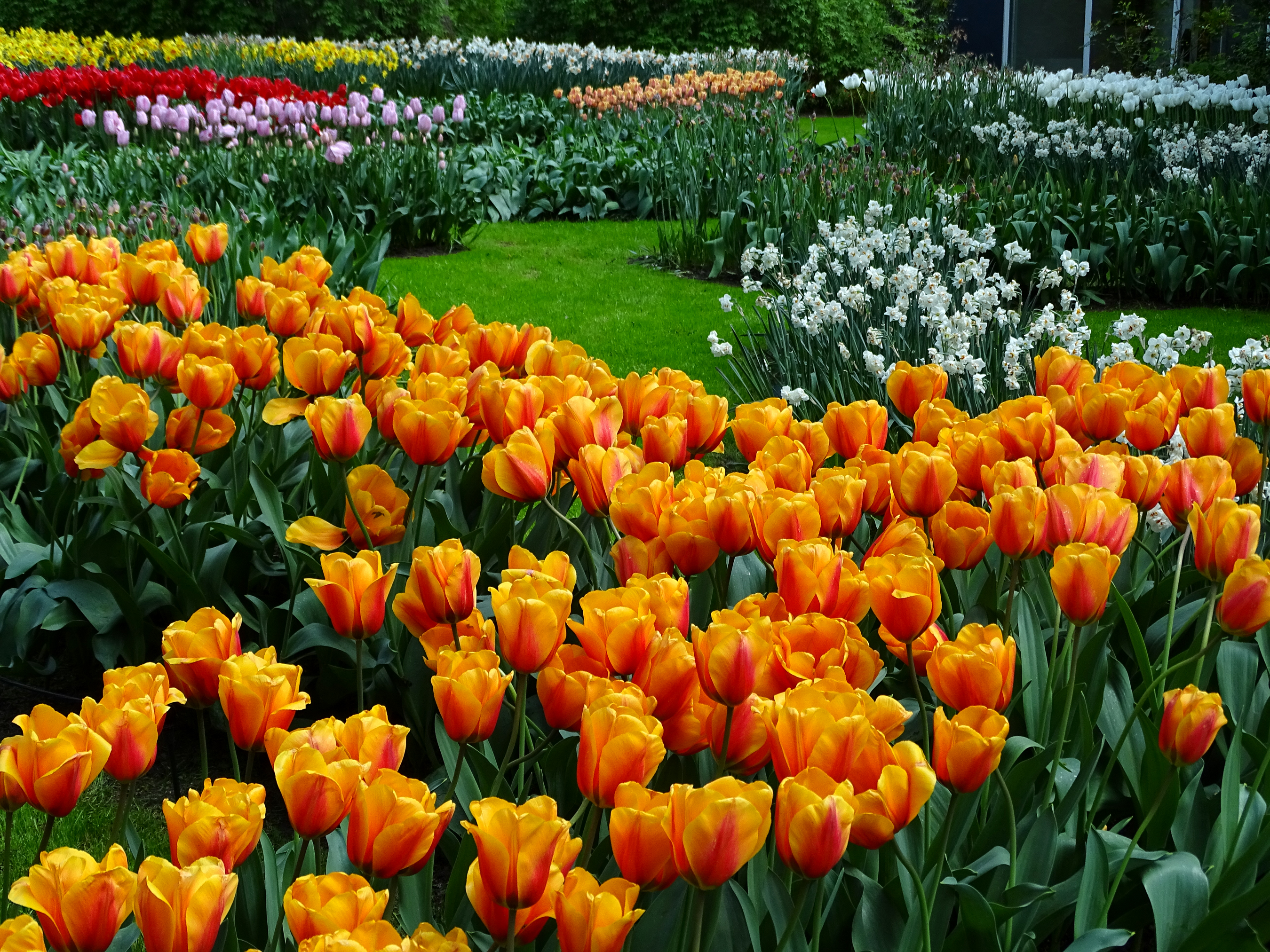 Download mobile wallpaper Flowers, Flower, Park, Earth, Garden, Colorful, Spring, Tulip, Netherlands, White Flower, Orange Flower for free.