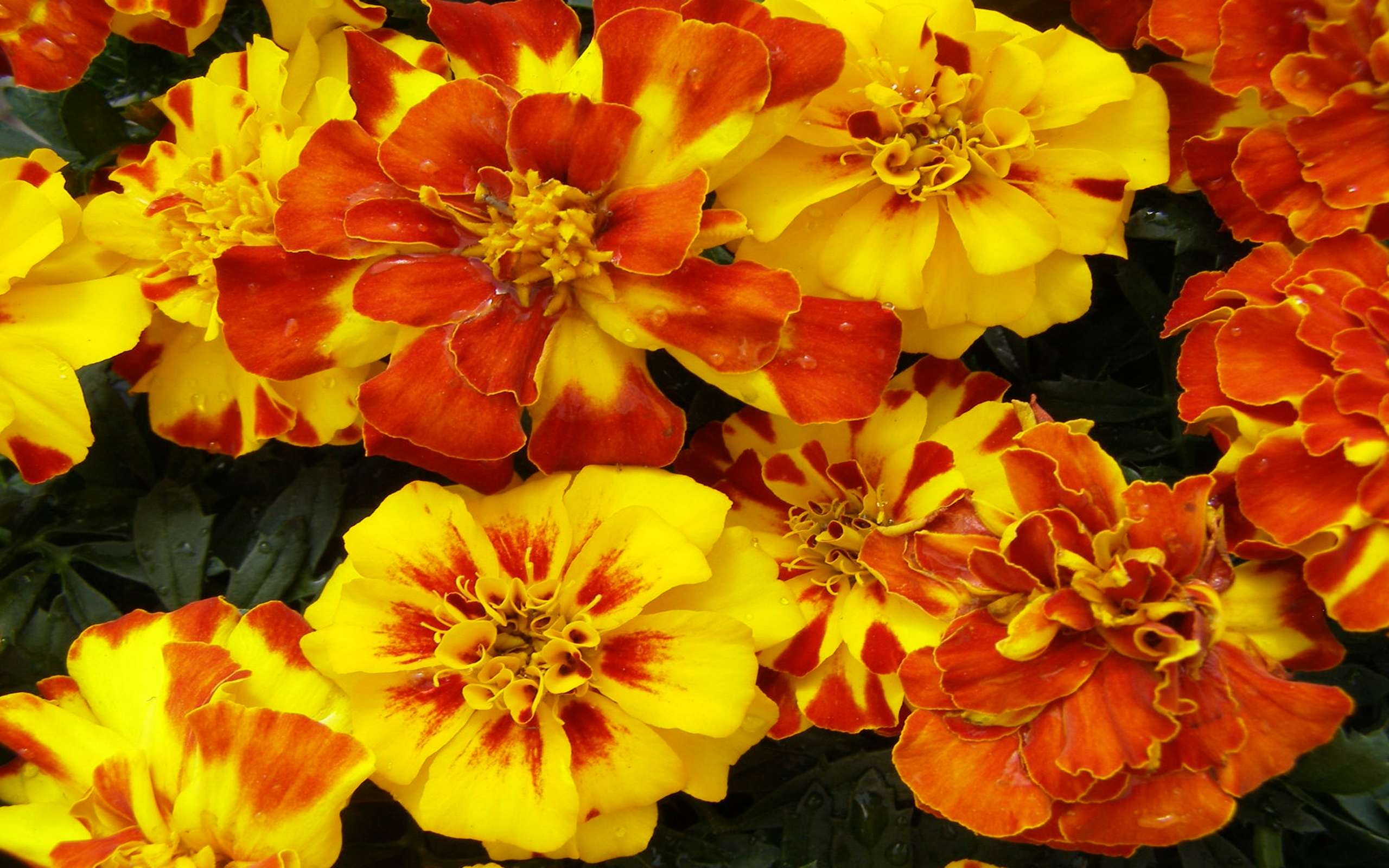 382149 скачать картинку бархатцы, земля/природа, цветок, оранжевый цветок, желтый цветок, флауэрсы - обои и заставки бесплатно