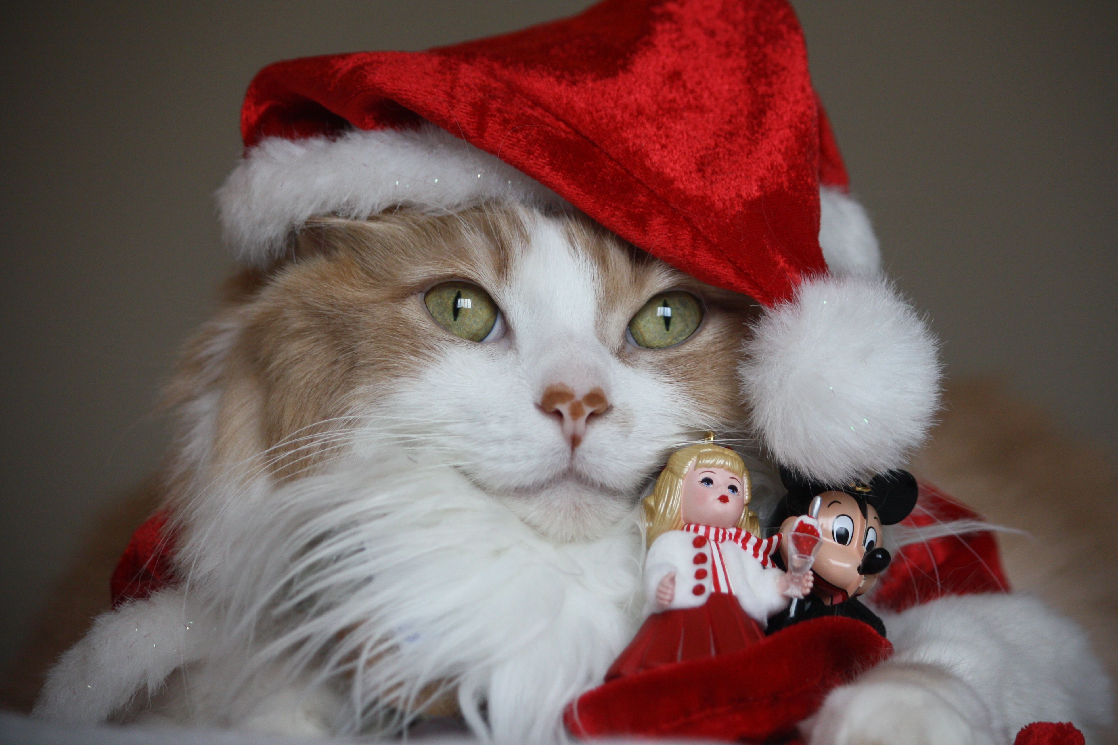 Handy-Wallpaper Feiertage, Weihnachten, Katze, Weihnachtsmütze kostenlos herunterladen.