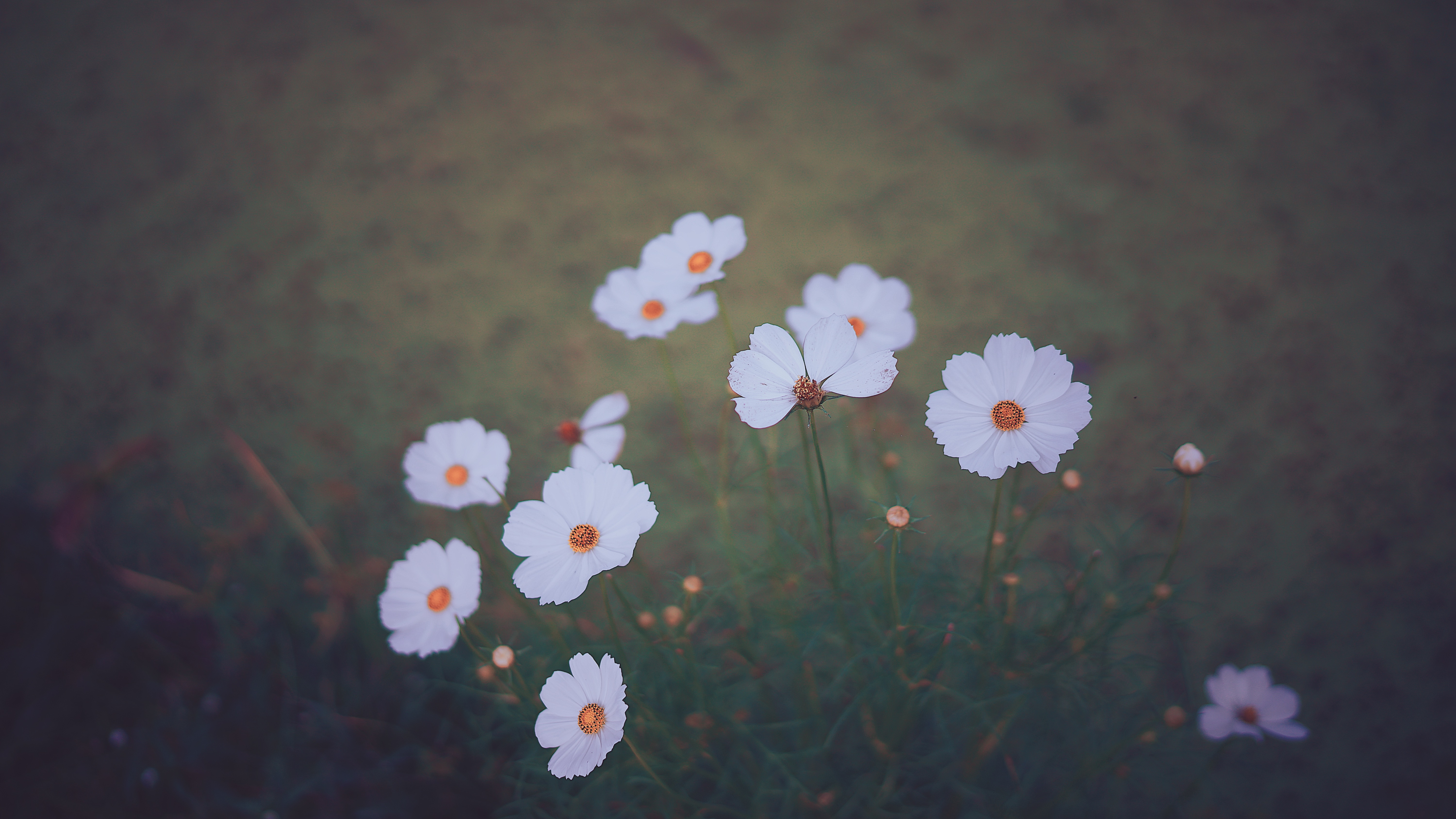 wildflowers, flowers, blur, smooth, kosmeya, cosmos