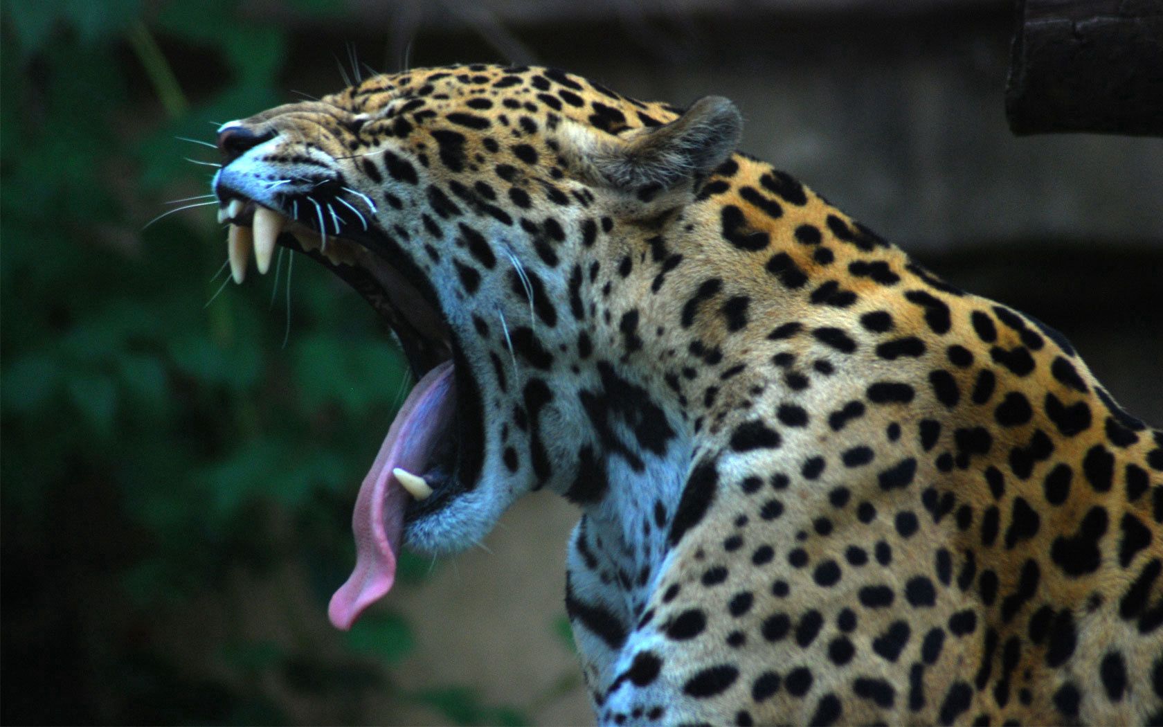52118 télécharger l'image animaux, jaguar, sourire, à pois, boutonneux, langue - fonds d'écran et économiseurs d'écran gratuits