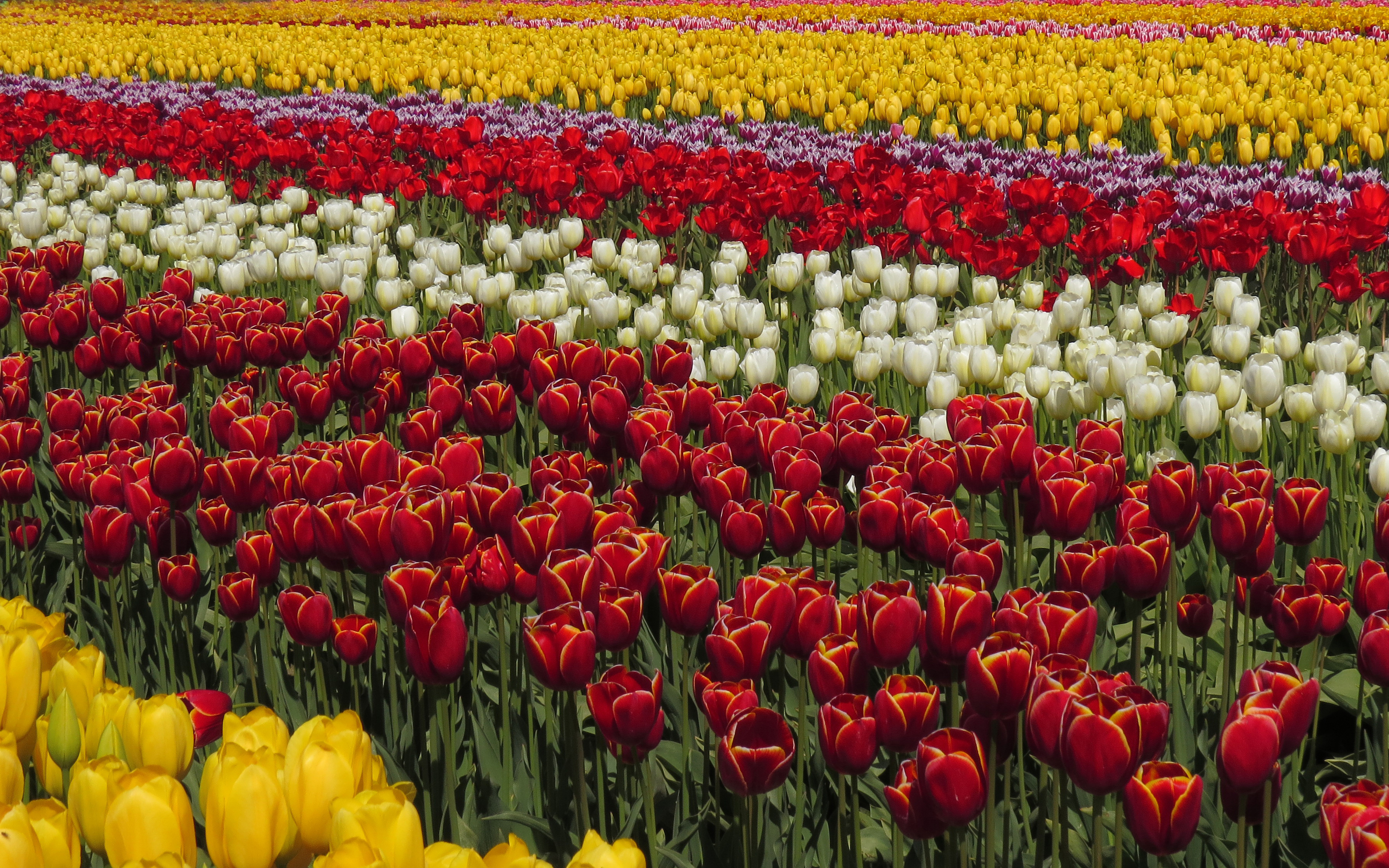 PCデスクトップに自然, フラワーズ, チューリップ, 夏, 花, 地球, 黄色い花, 白い花, 赤い花, 分野画像を無料でダウンロード