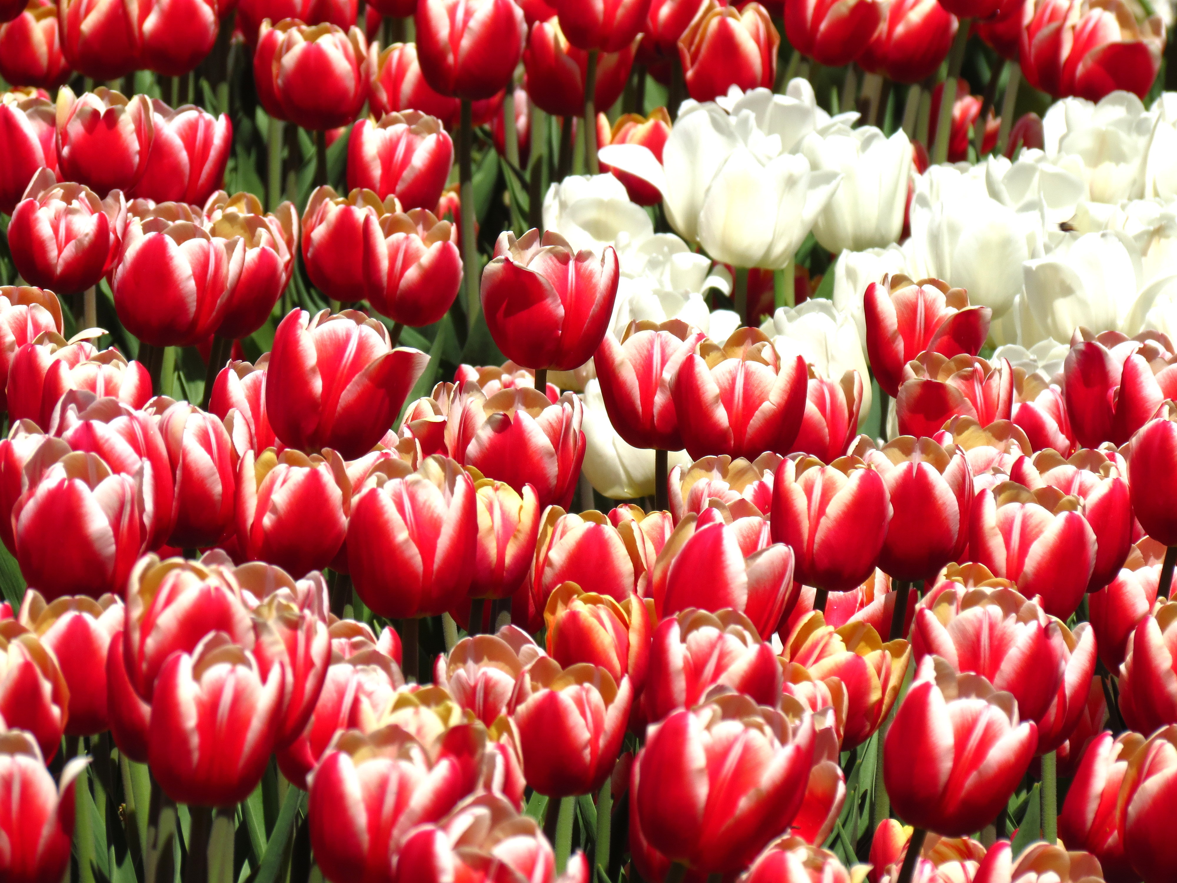 Download mobile wallpaper Flowers, Plants, Tulips, Background for free.