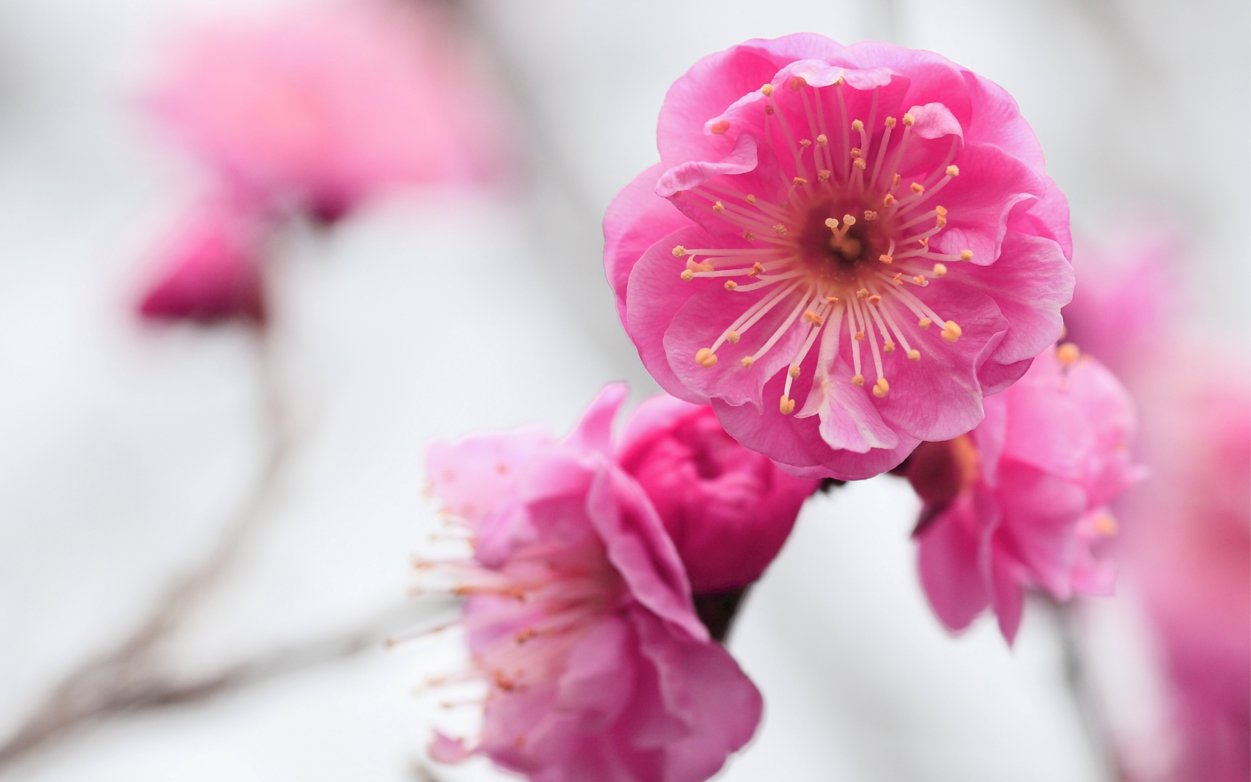 Free download wallpaper Flowers, Earth, Blossom on your PC desktop