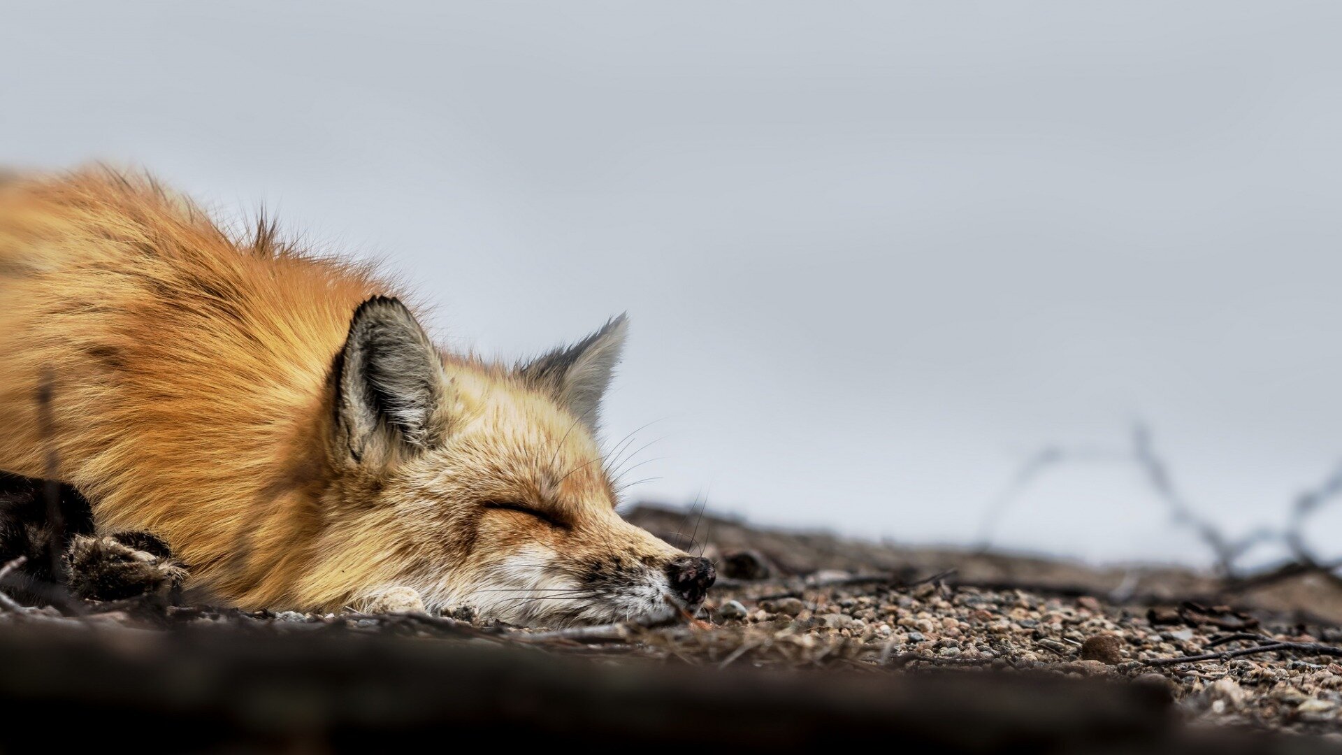 Handy-Wallpaper Tiere, Fuchs kostenlos herunterladen.