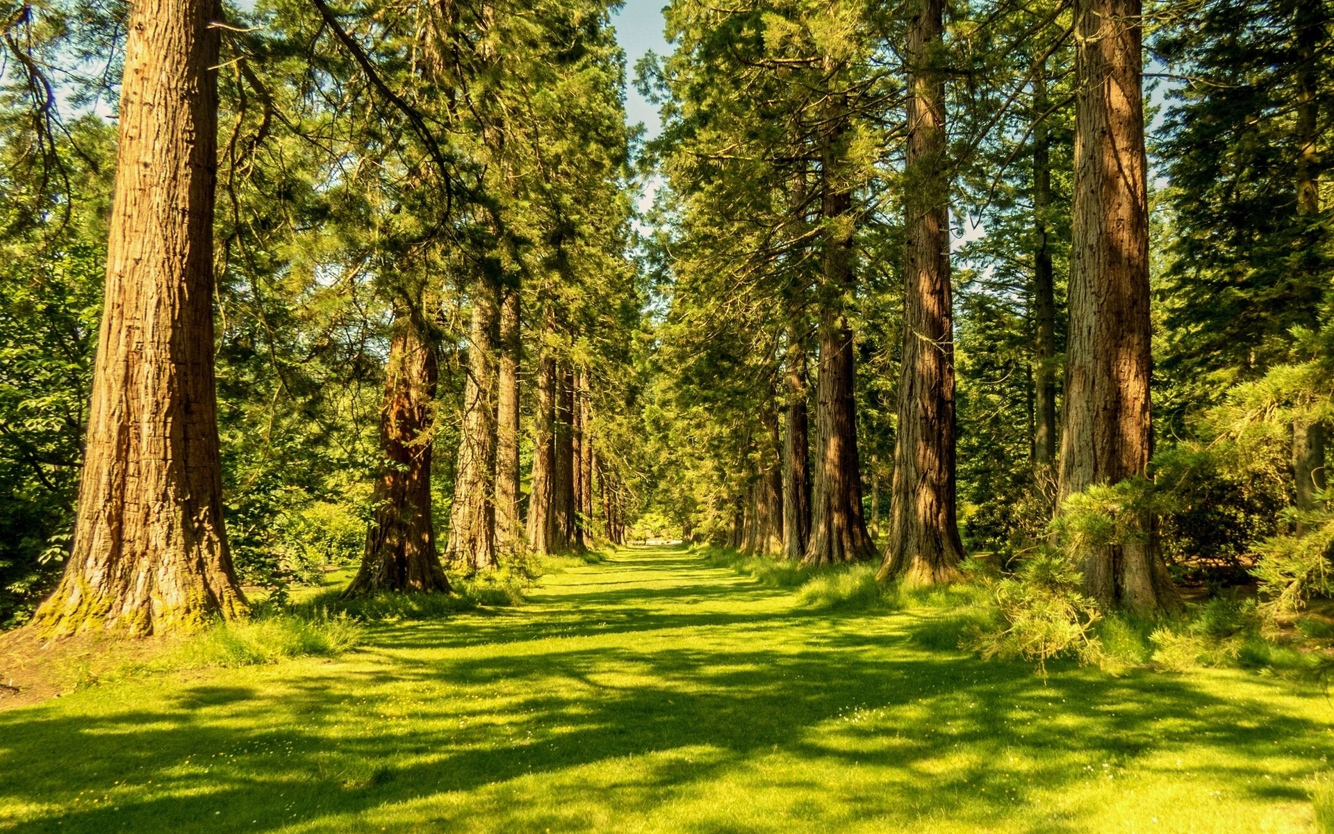 Téléchargez des papiers peints mobile Forêt, Terre/nature gratuitement.