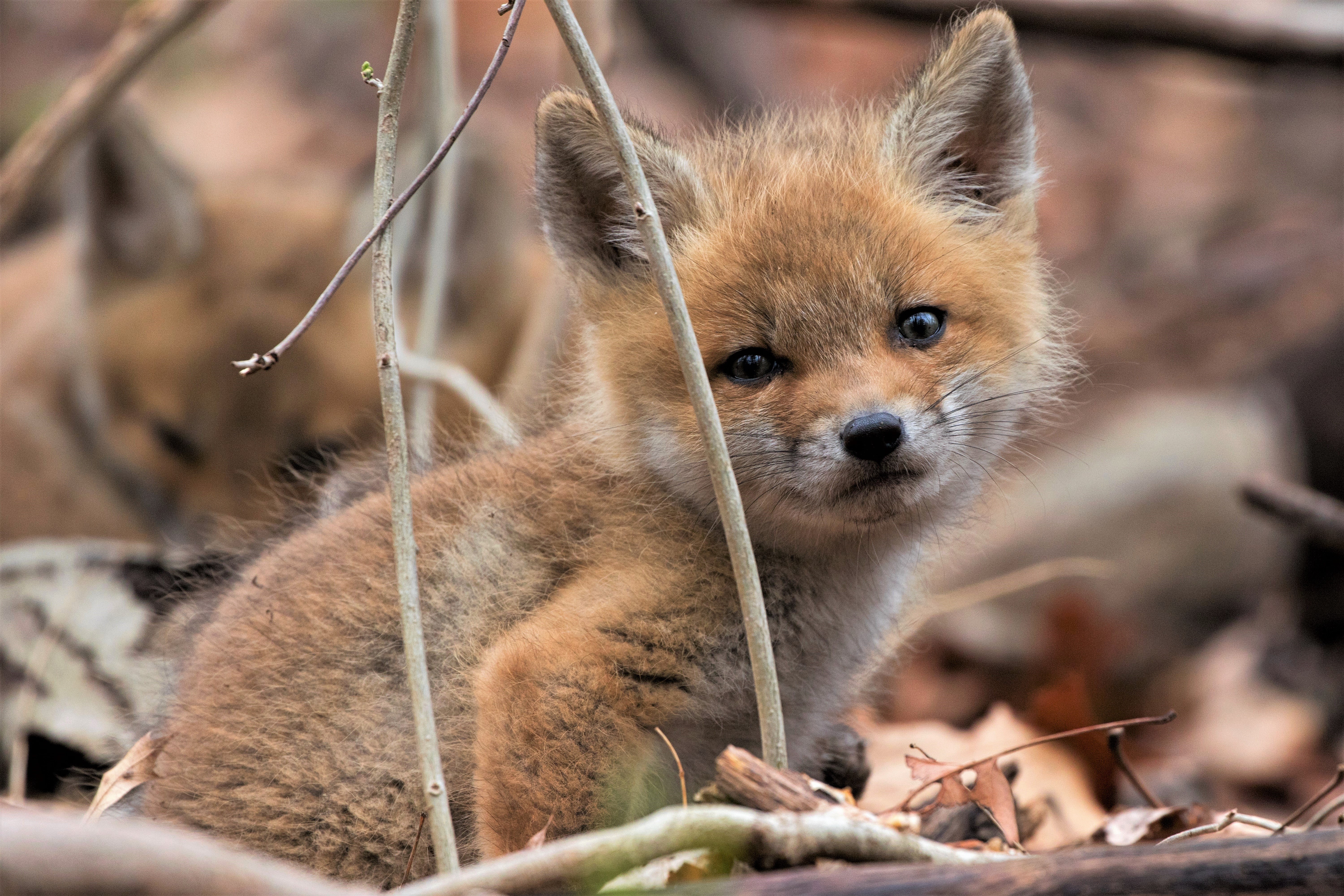 Download mobile wallpaper Fox, Animal, Cute, Baby Animal, Cub for free.