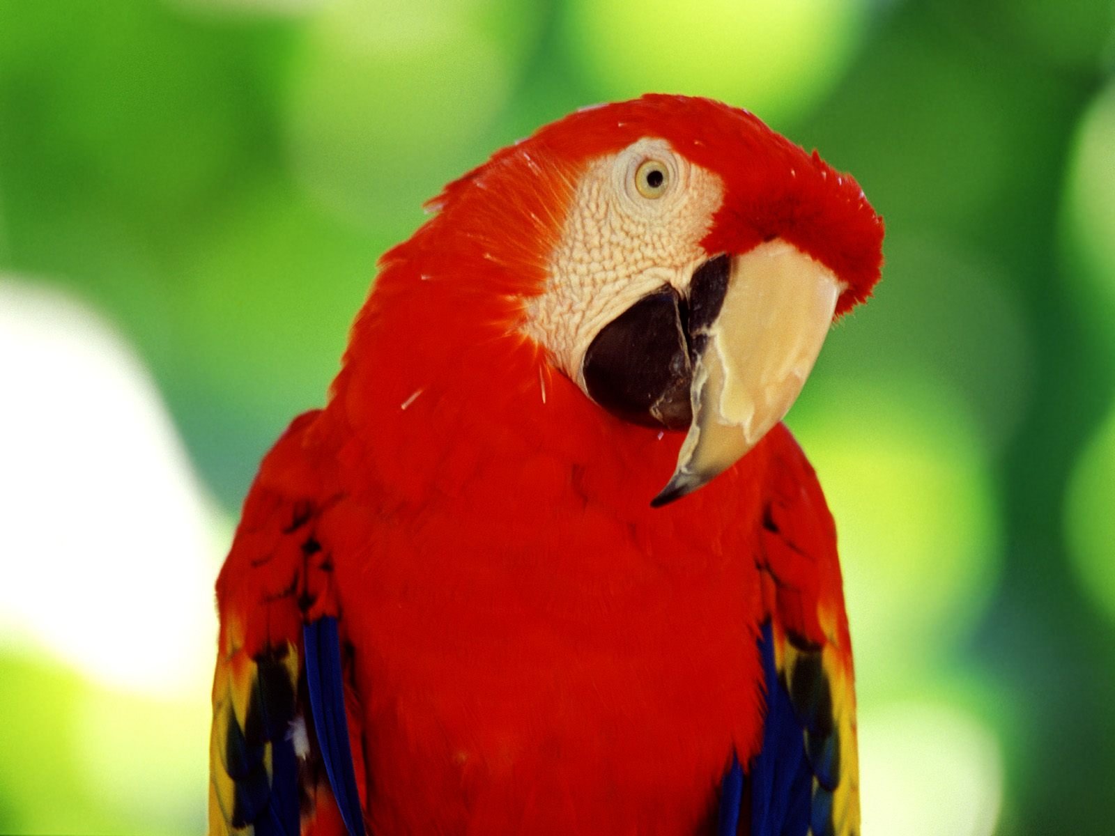 316886 télécharger l'image animaux, ara rouge, oiseau, des oiseaux - fonds d'écran et économiseurs d'écran gratuits