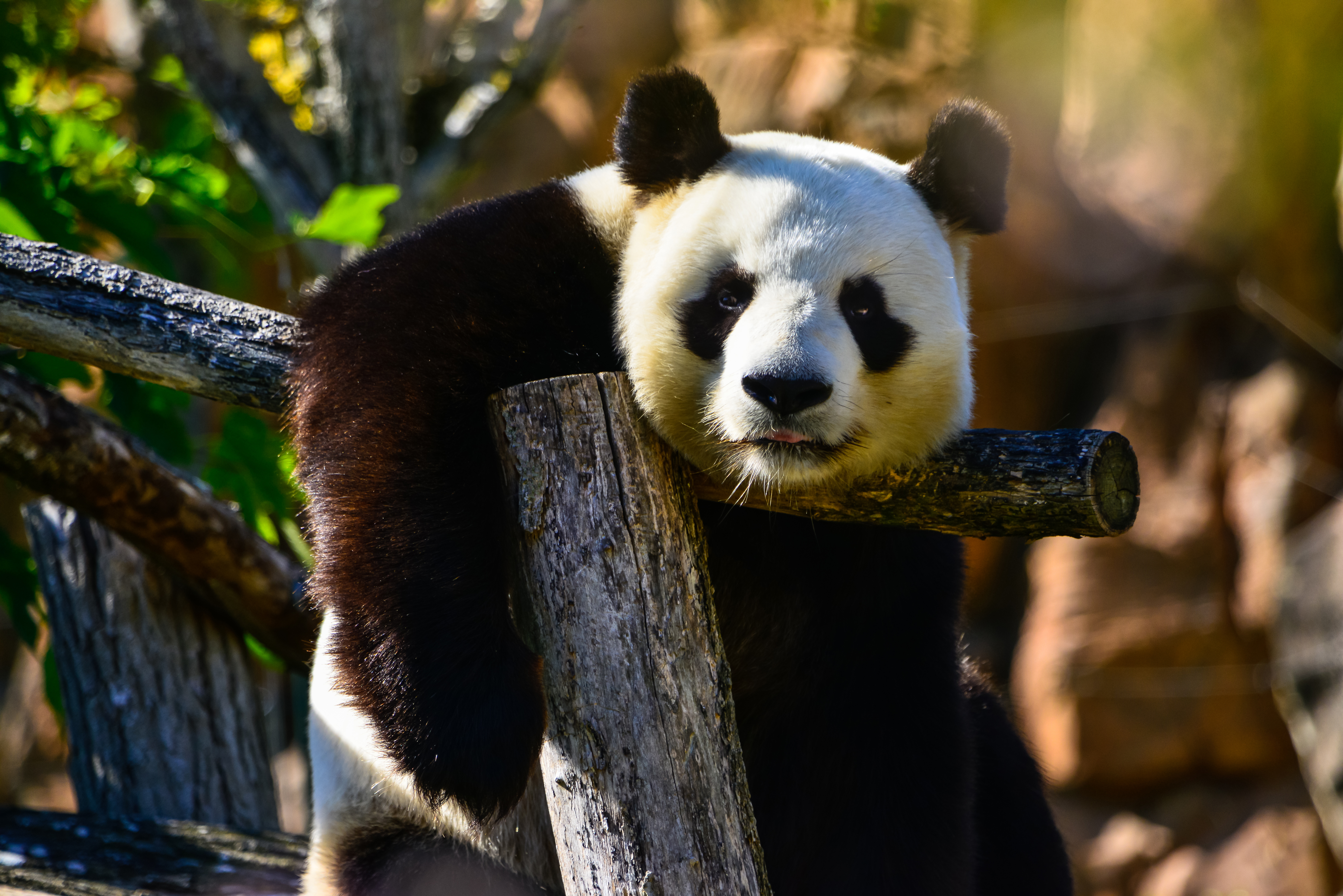 Laden Sie das Wildlife, Sicht, Meinung, Wilde Natur, Tier, Panda, Tiere-Bild kostenlos auf Ihren PC-Desktop herunter