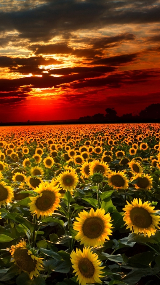 Download mobile wallpaper Flowers, Earth, Sunflower for free.