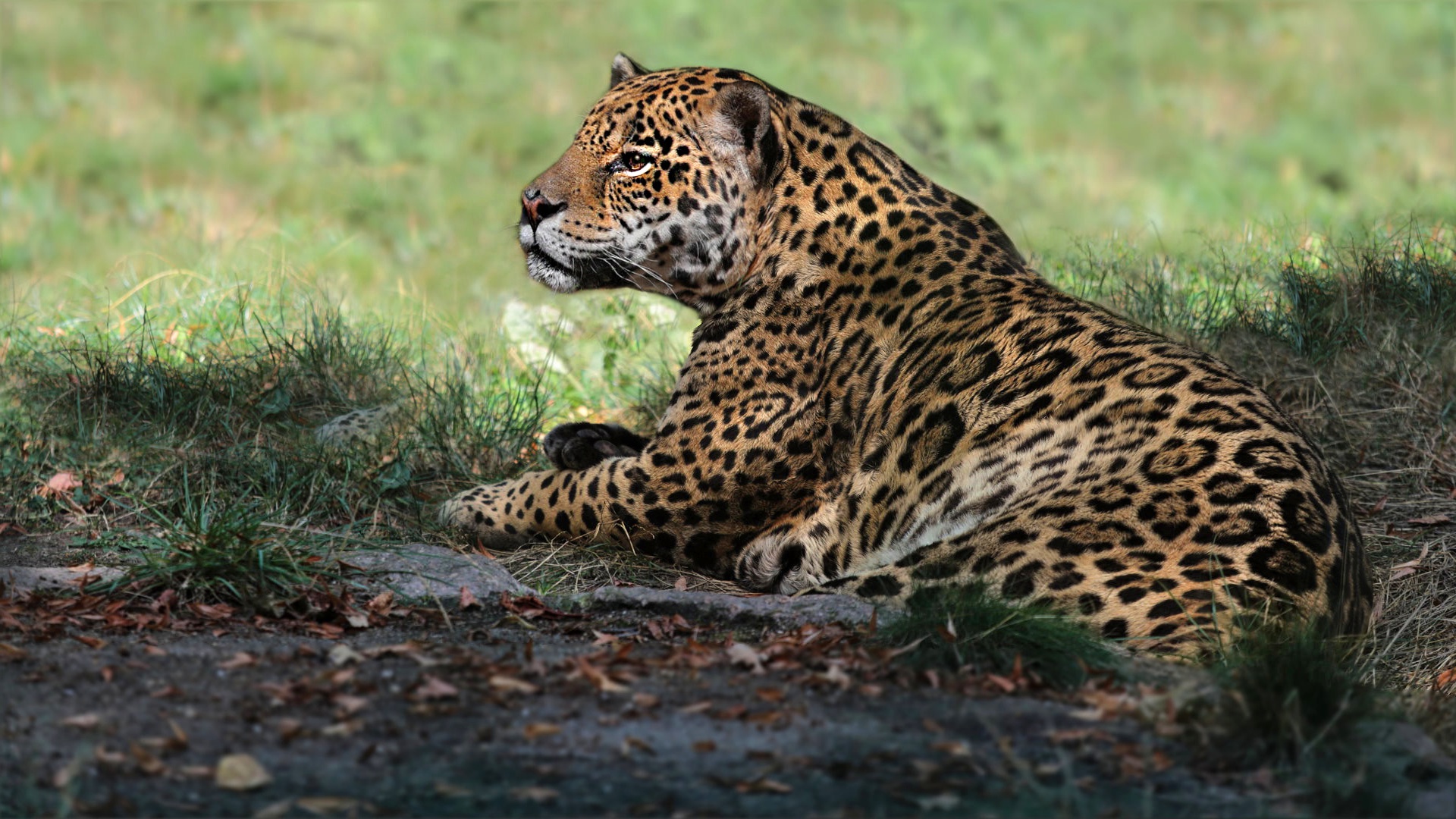 Baixe gratuitamente a imagem Animais, Gatos, Onça Pintada na área de trabalho do seu PC