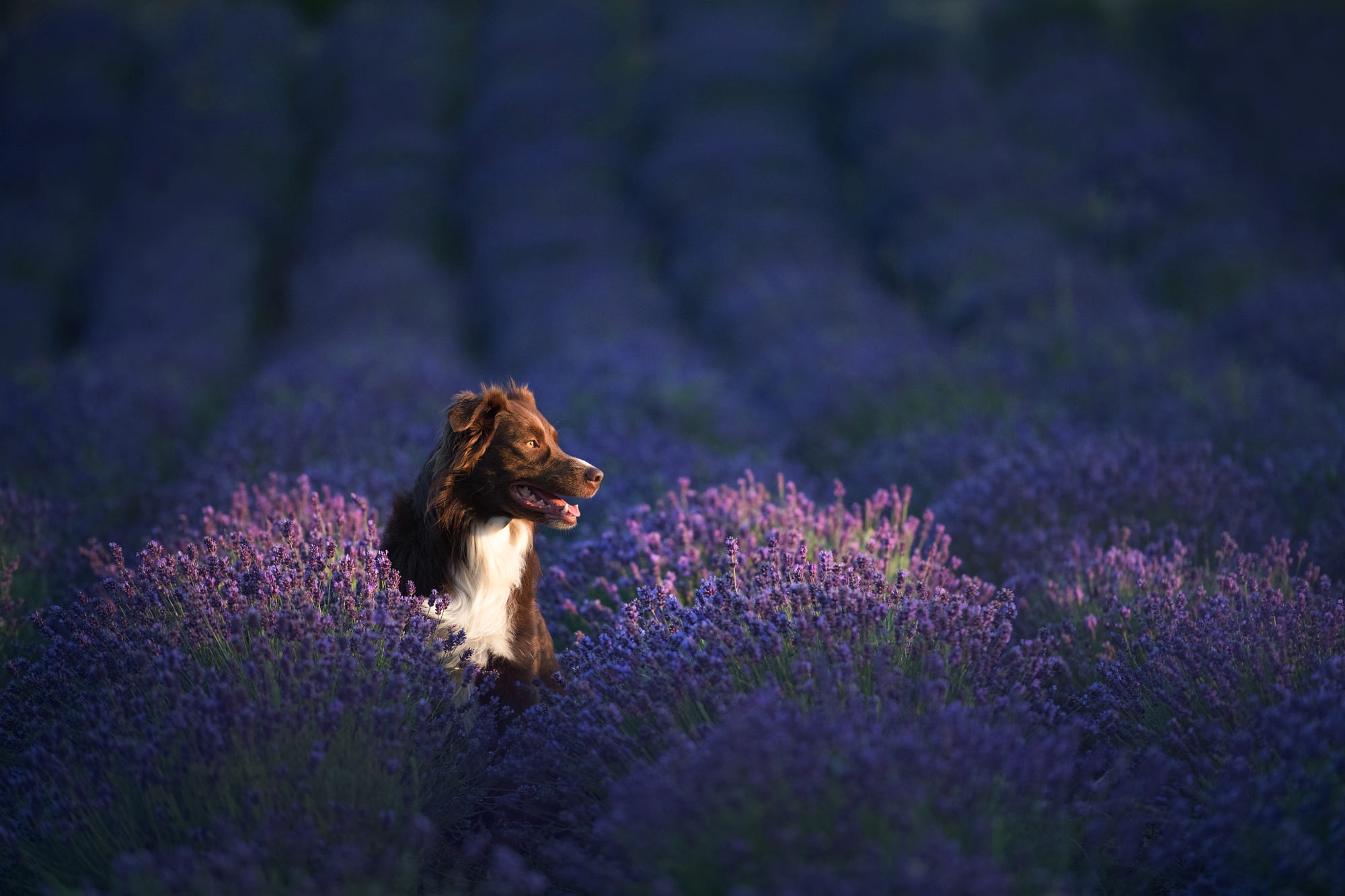 Download mobile wallpaper Dogs, Animal, Australian Shepherd, Lavender, Purple Flower for free.
