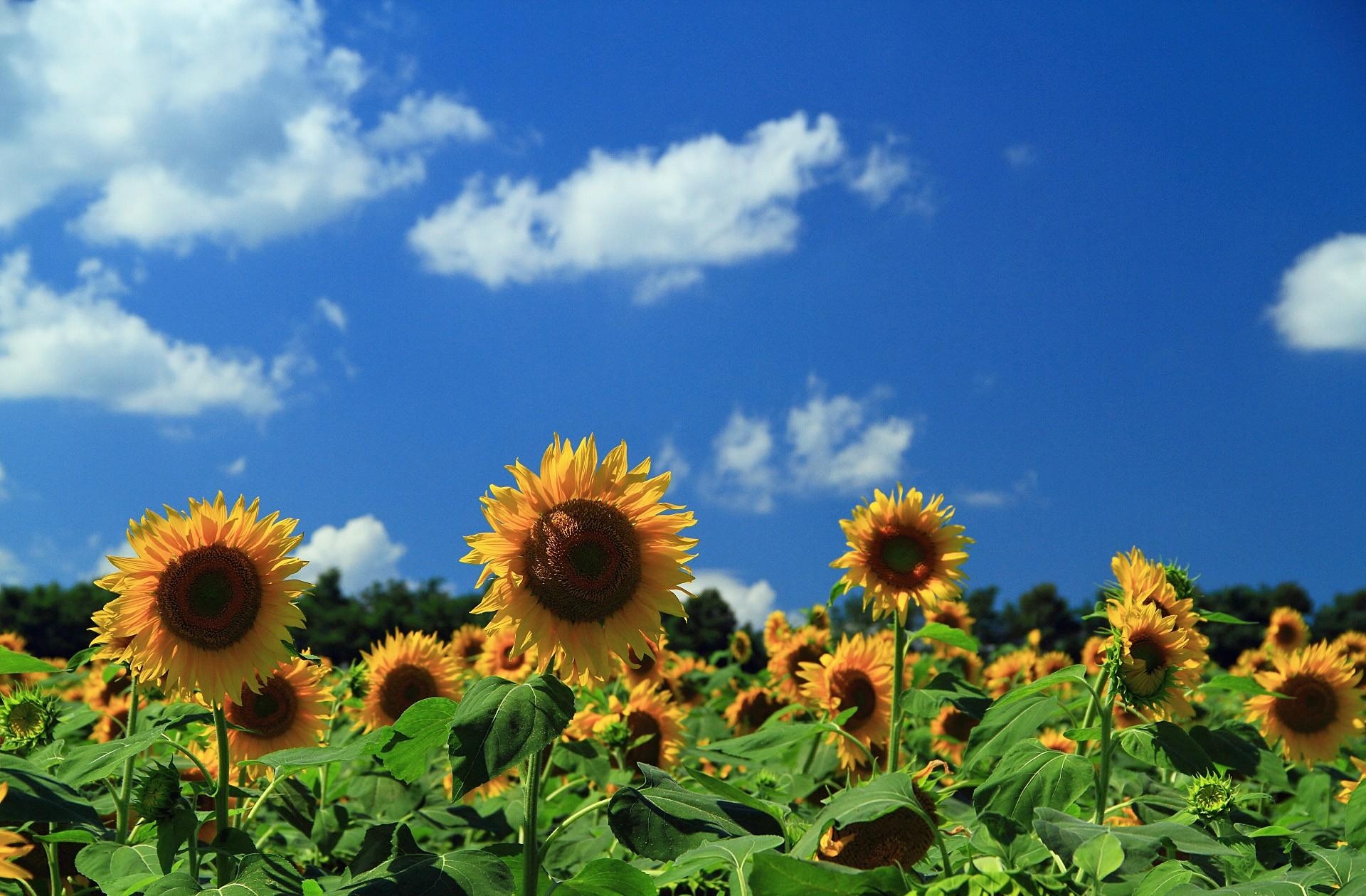 97458 завантажити шпалери соняшники, квіти, небо, хмари, поле - заставки і картинки безкоштовно