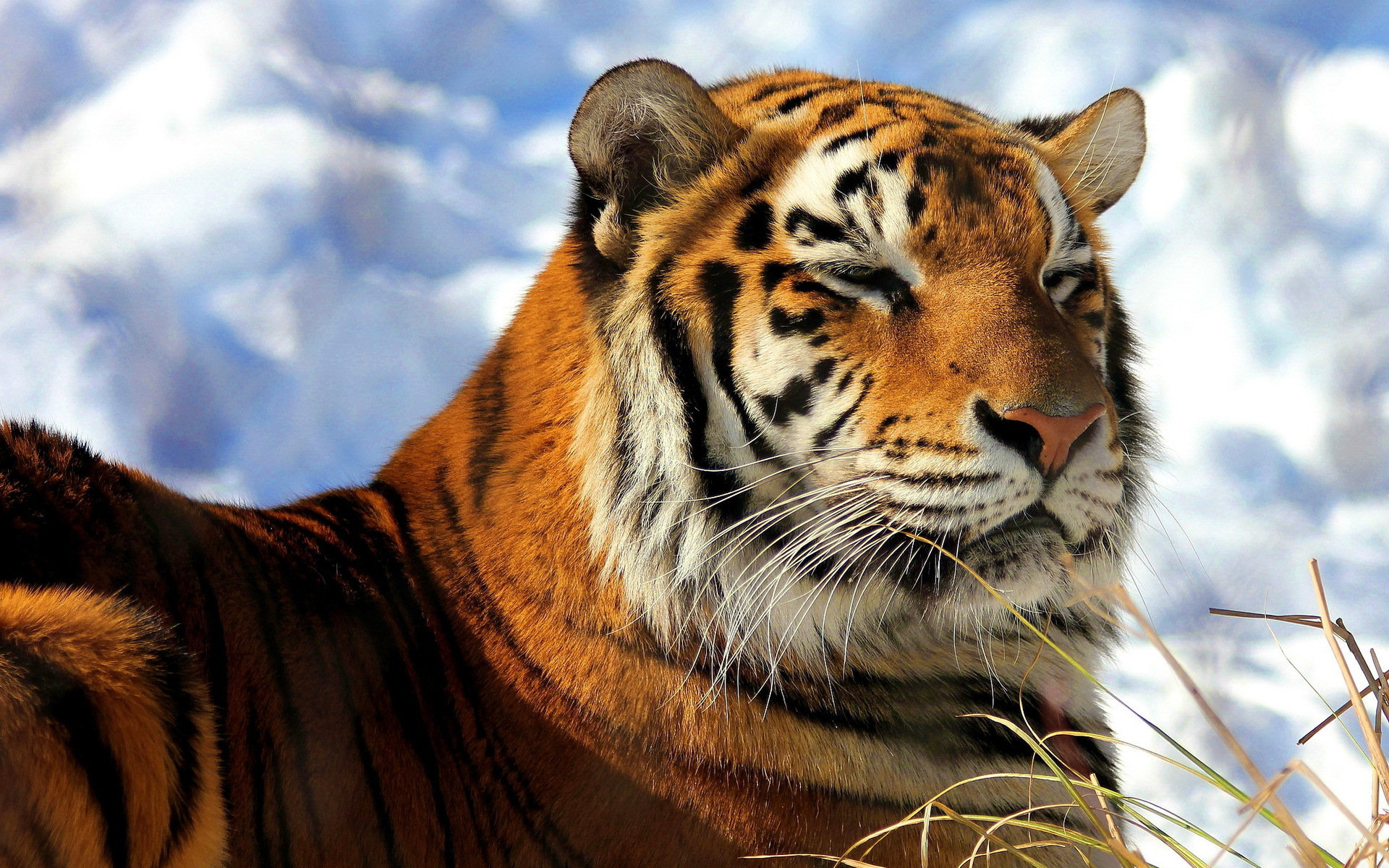 Download mobile wallpaper Tiger, Animal for free.