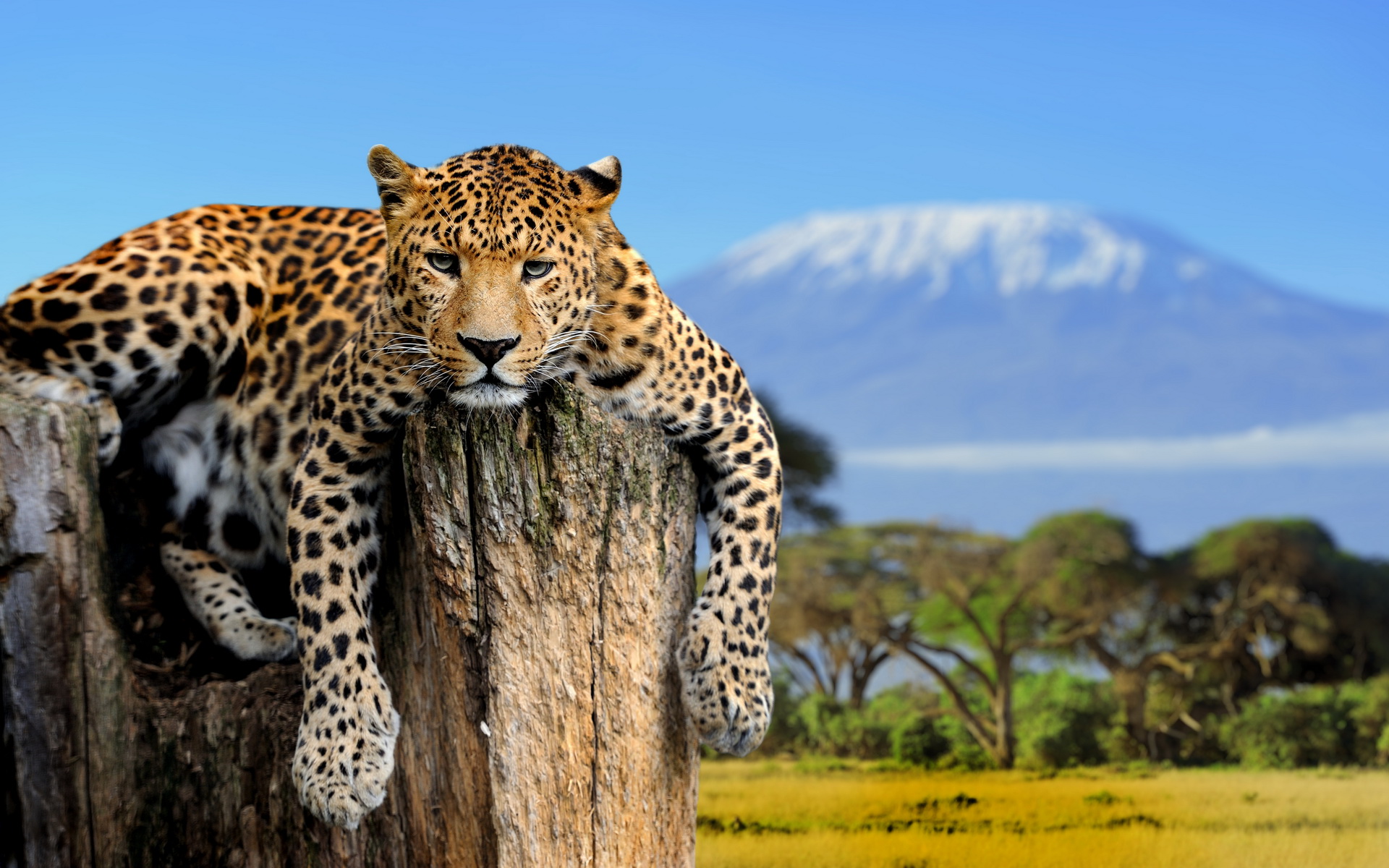 Free download wallpaper Cats, Leopard, Animal on your PC desktop