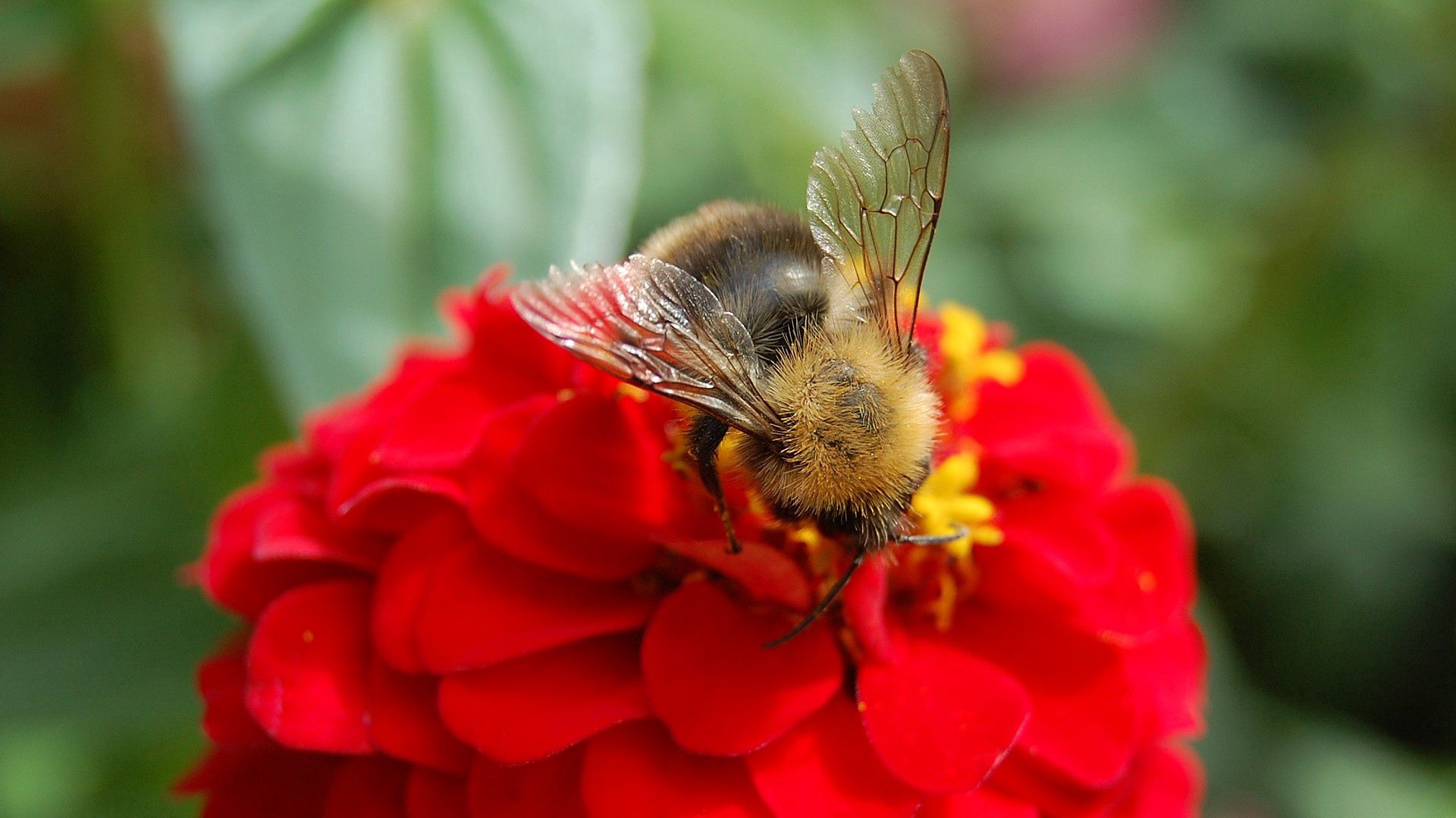 Free download wallpaper Macro, Bee, Pollination, Flower on your PC desktop