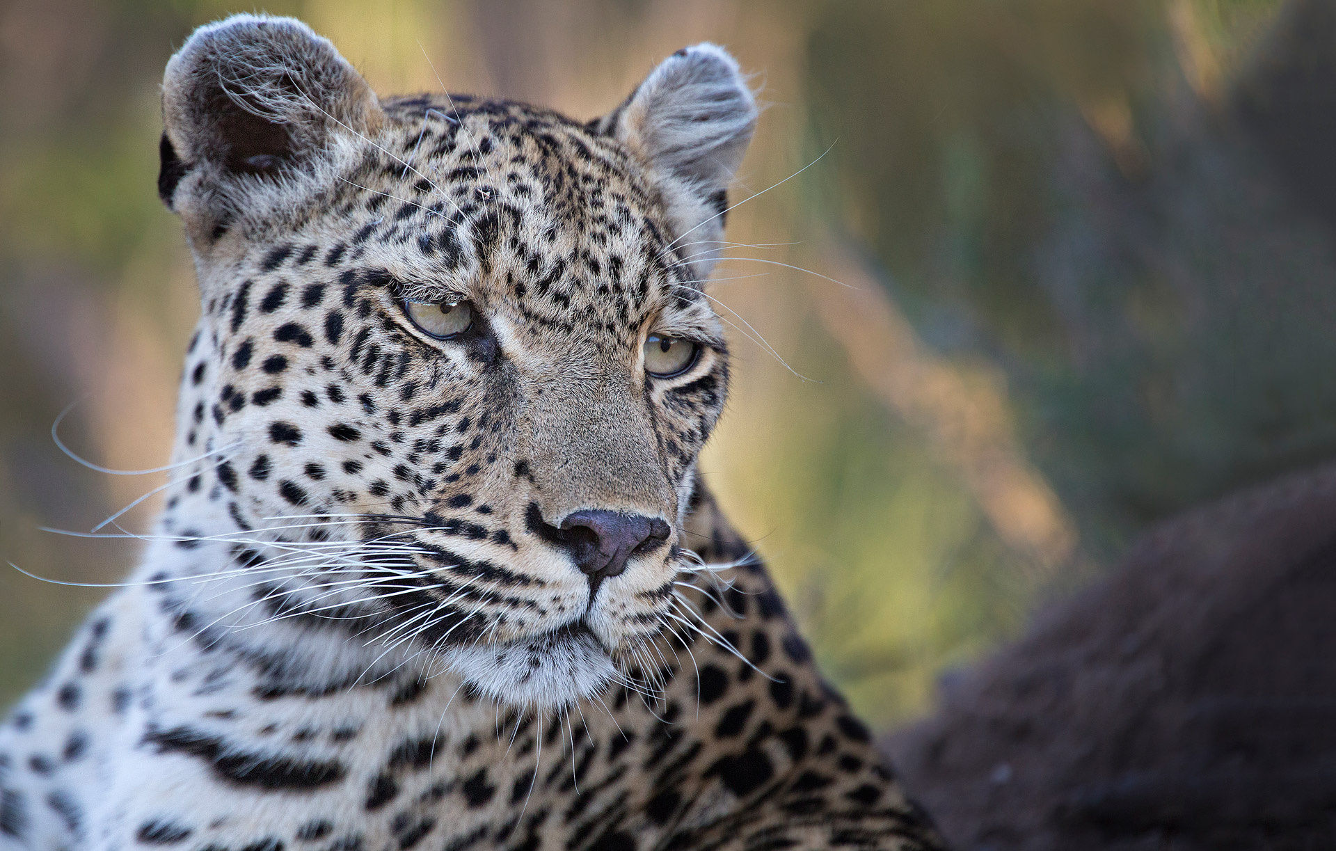 Baixar papel de parede para celular de Animais, Gatos, Leopardo, Focinho gratuito.