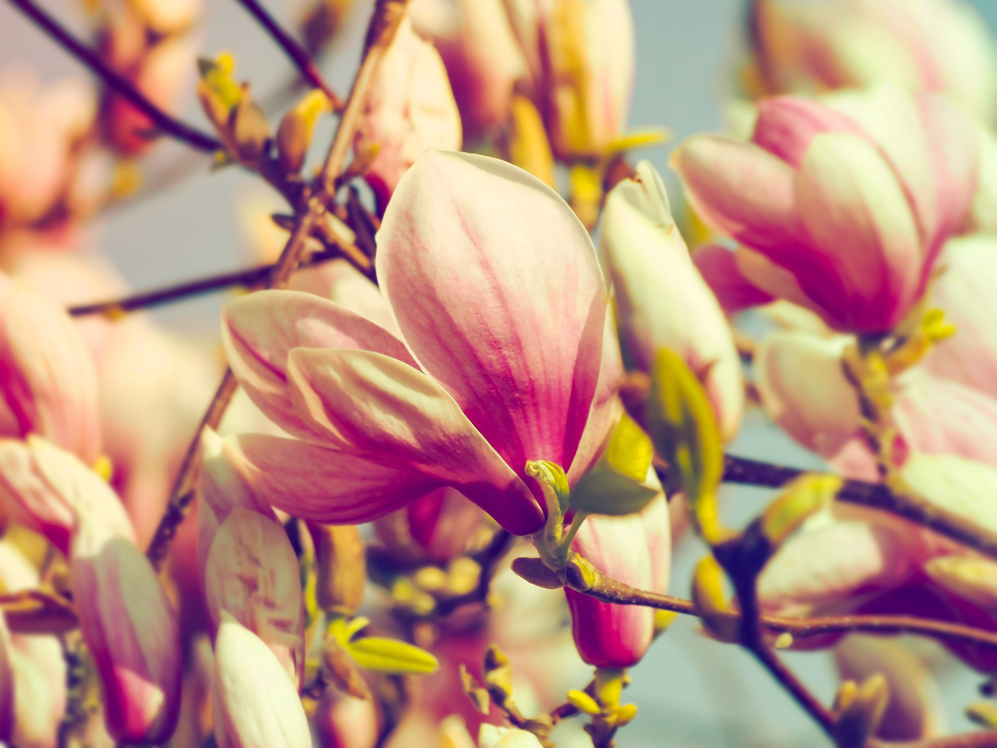 100850 Bild herunterladen blumen, blütenblätter, ast, zweig, magnolie, magnolia - Hintergrundbilder und Bildschirmschoner kostenlos