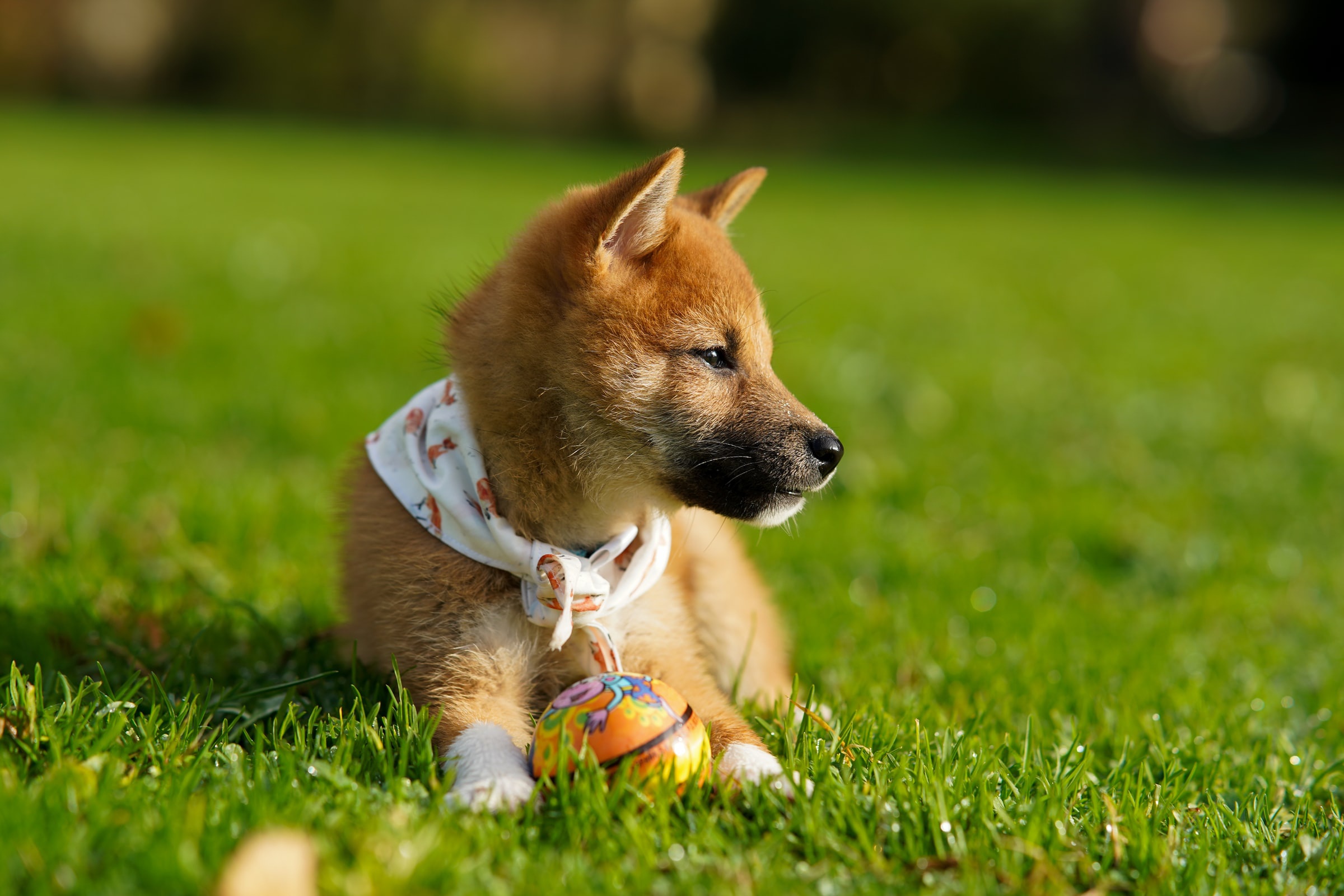 Download mobile wallpaper Dogs, Dog, Animal, Puppy, Shiba Inu, Baby Animal for free.