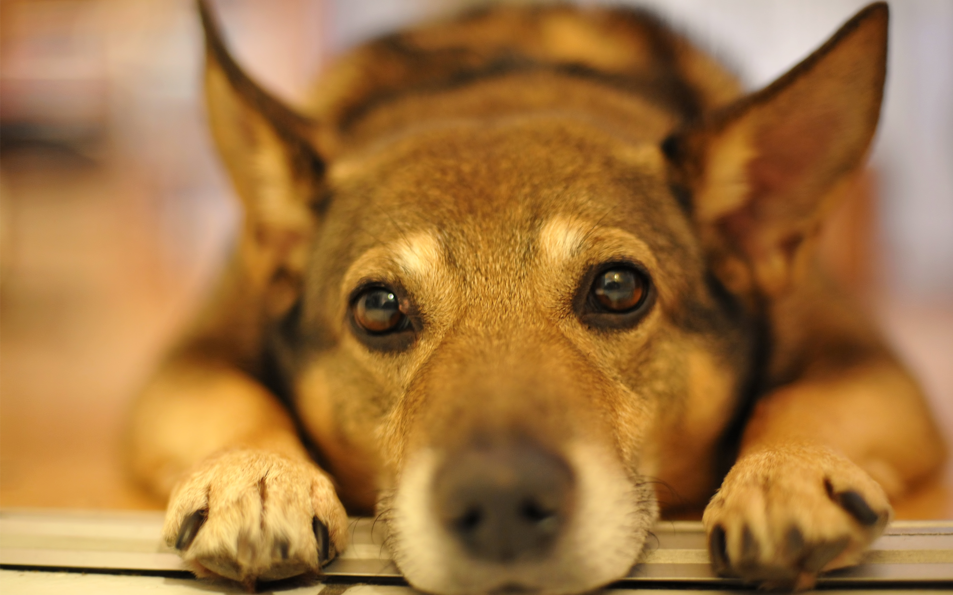 Téléchargez des papiers peints mobile Chiens, Chien, Animaux gratuitement.