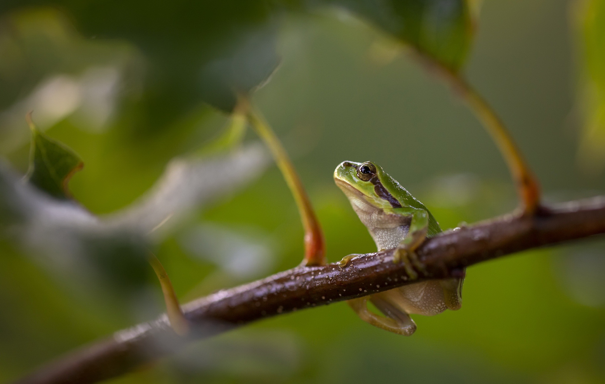 Download mobile wallpaper Frogs, Animal, Frog, Amphibian, Tree Frog for free.