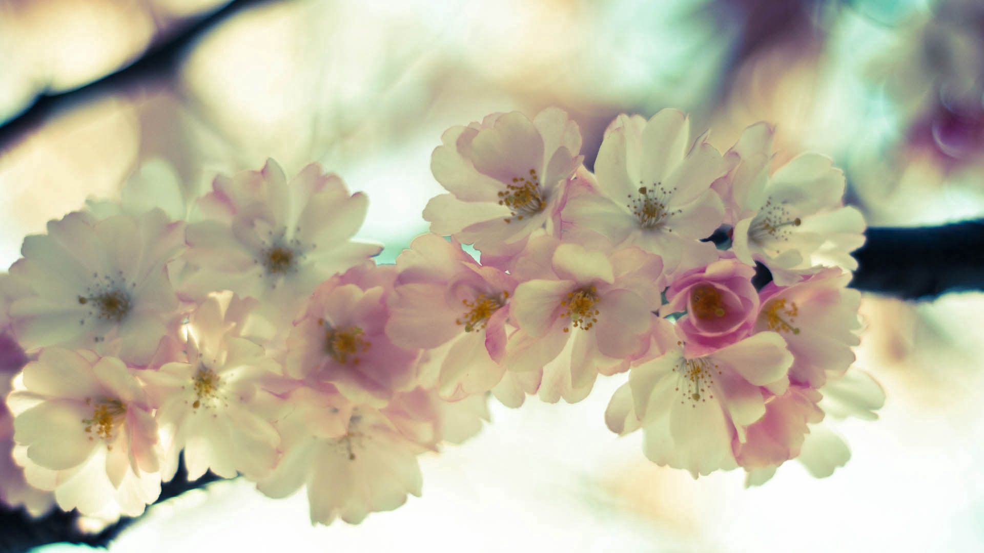 Скачати мобільні шпалери Макро, Макрос, Квіти, Цвітіння, Весна безкоштовно.
