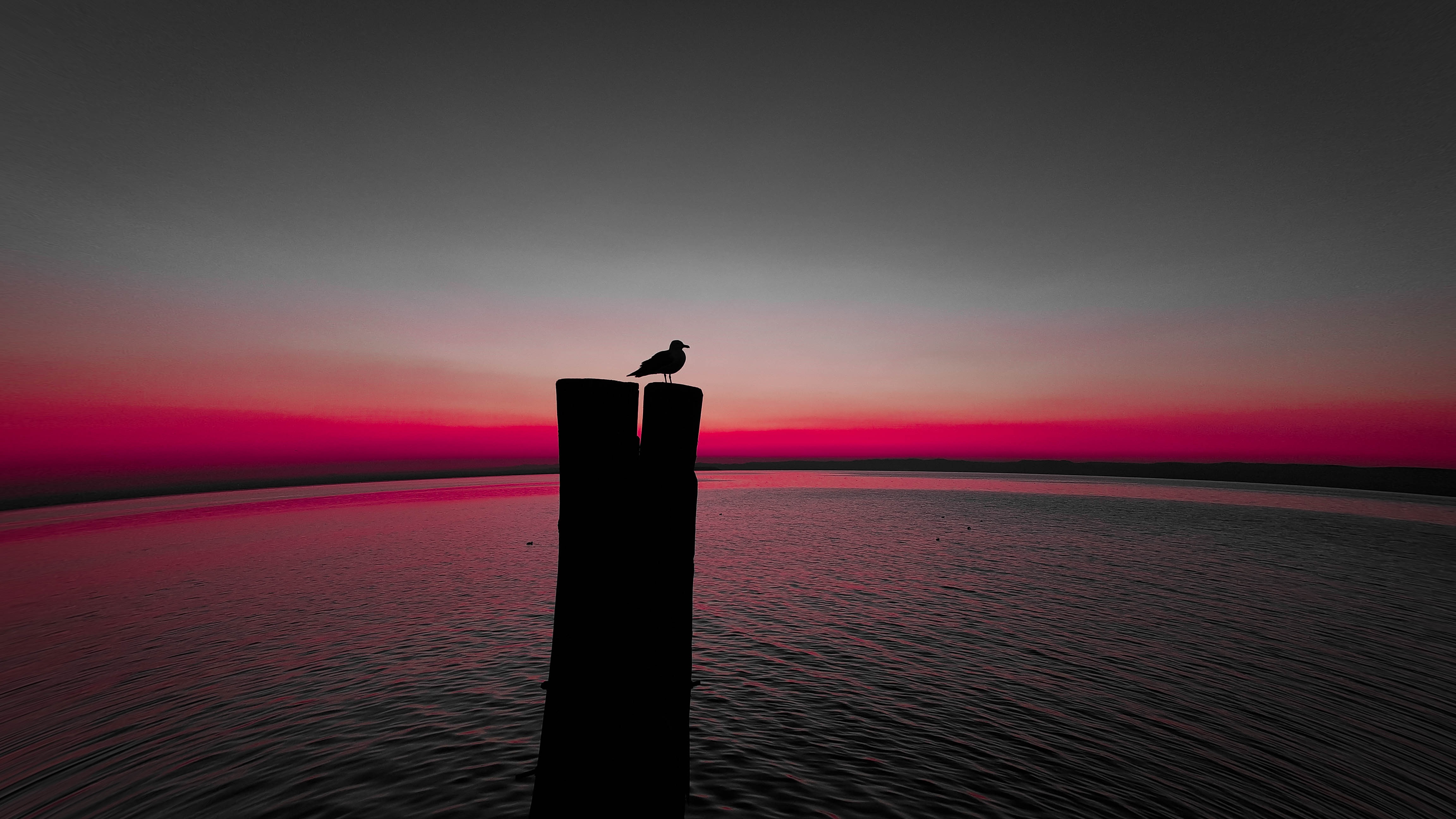 silhouette, animals, bird, sea, horizon, pillar, post, gull, seagull