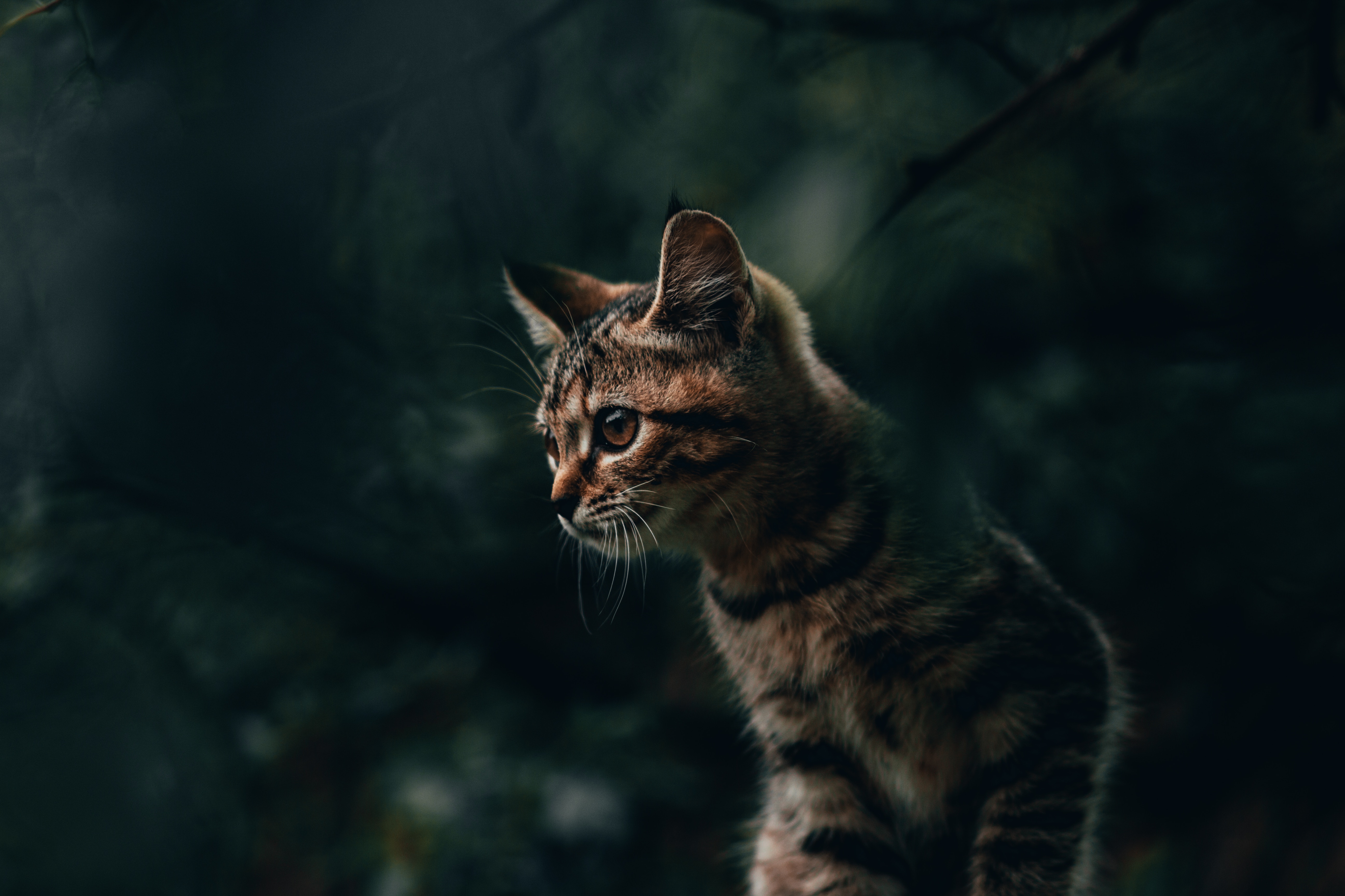 Download mobile wallpaper Animals, Kitty, Cat, Striped, Kitten for free.