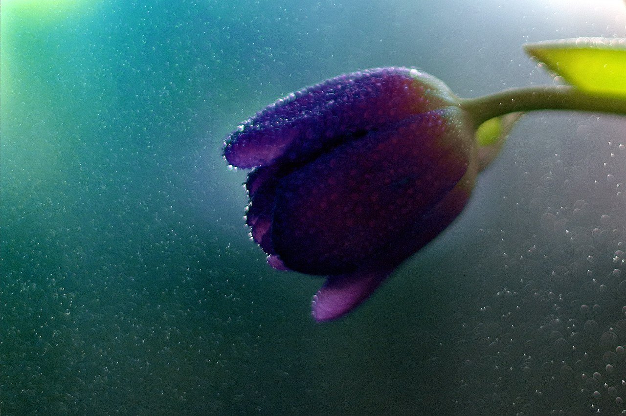 Download mobile wallpaper Earth, Tulip for free.