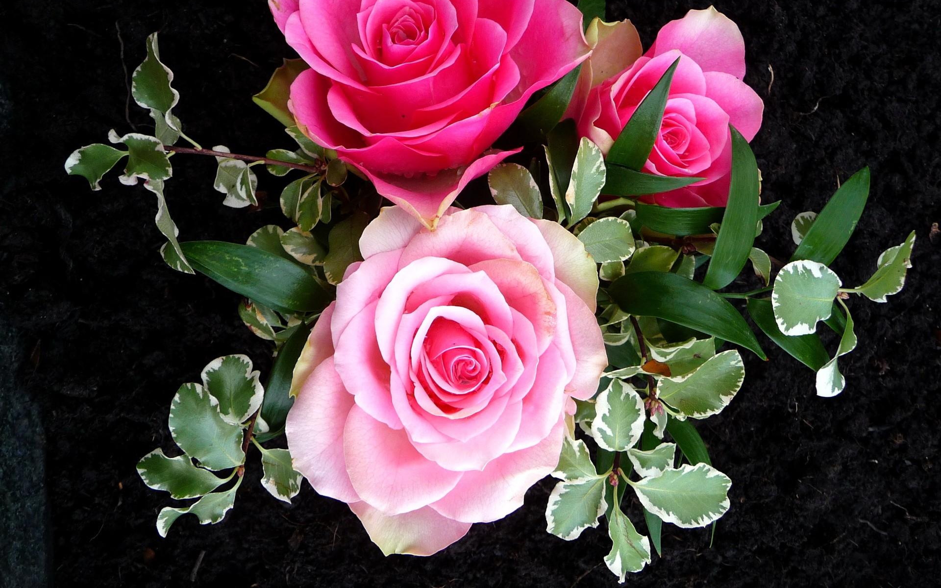 PCデスクトップに自然, フラワーズ, 葉, 薔薇, 閉じる, 地球, ピンクの花画像を無料でダウンロード