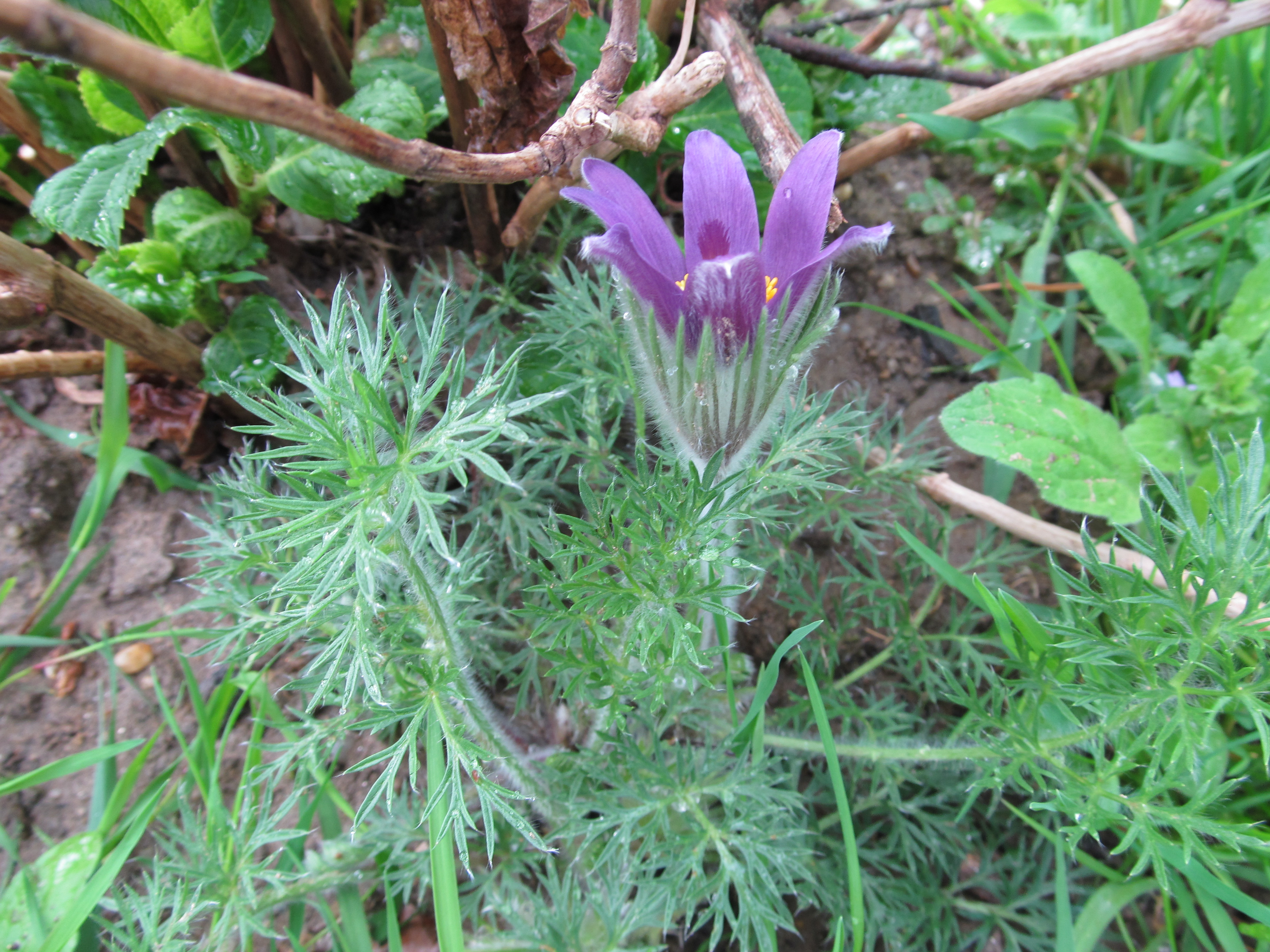 Descarga gratis la imagen Flores, Flor, Tierra/naturaleza en el escritorio de tu PC