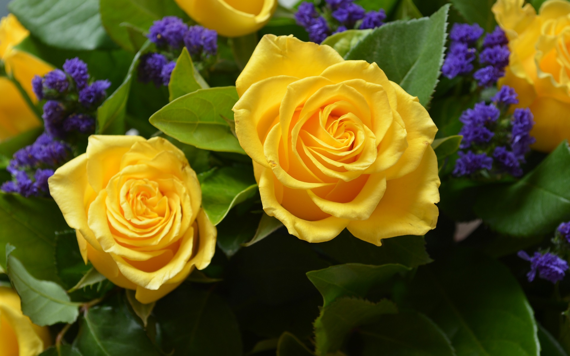 314251 скачать обои желтая роза, природа, желтый цветок, цветок, земля/природа, роза, флауэрсы - заставки и картинки бесплатно