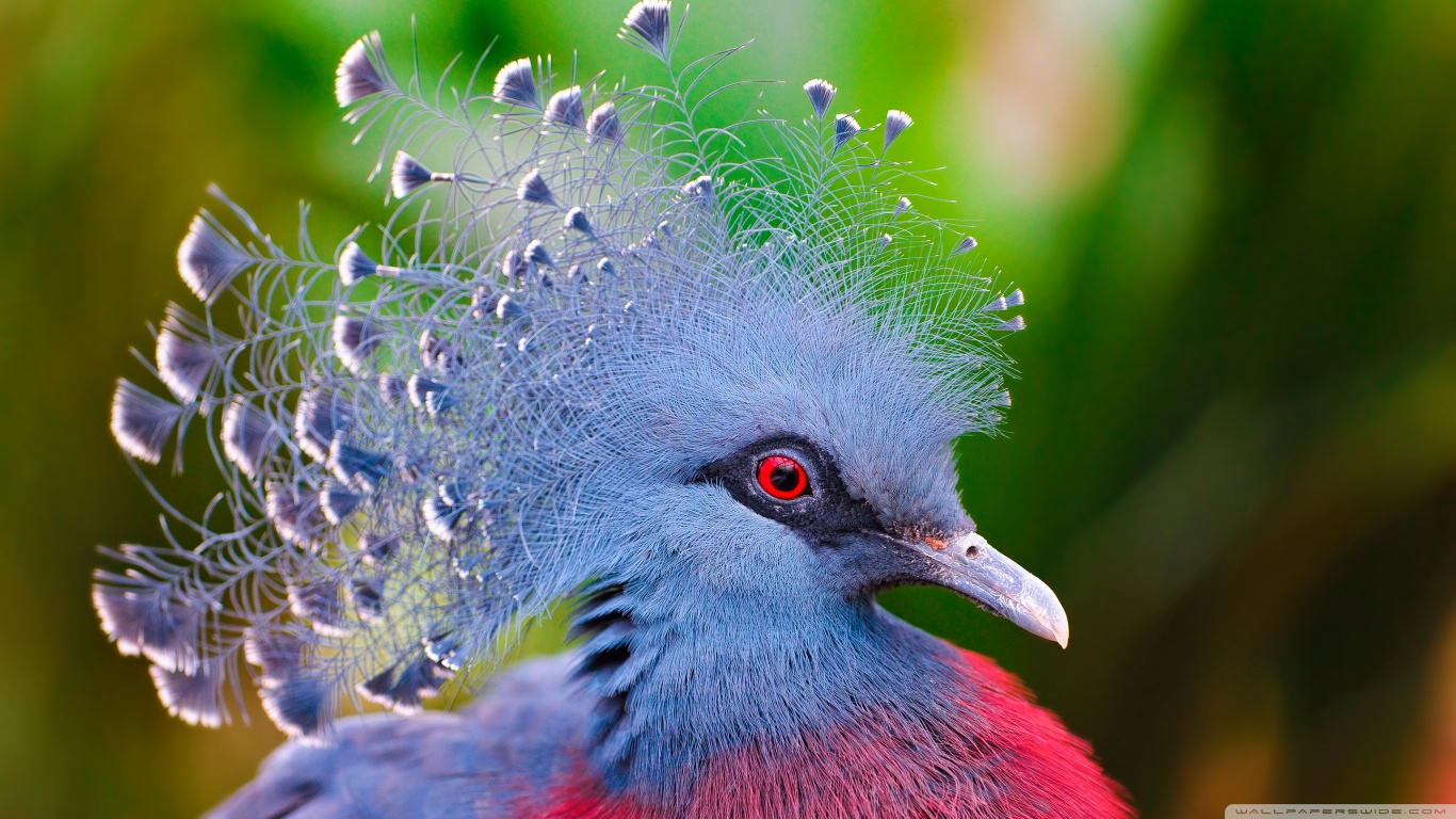 animal, victoria crowned pigeon, bird