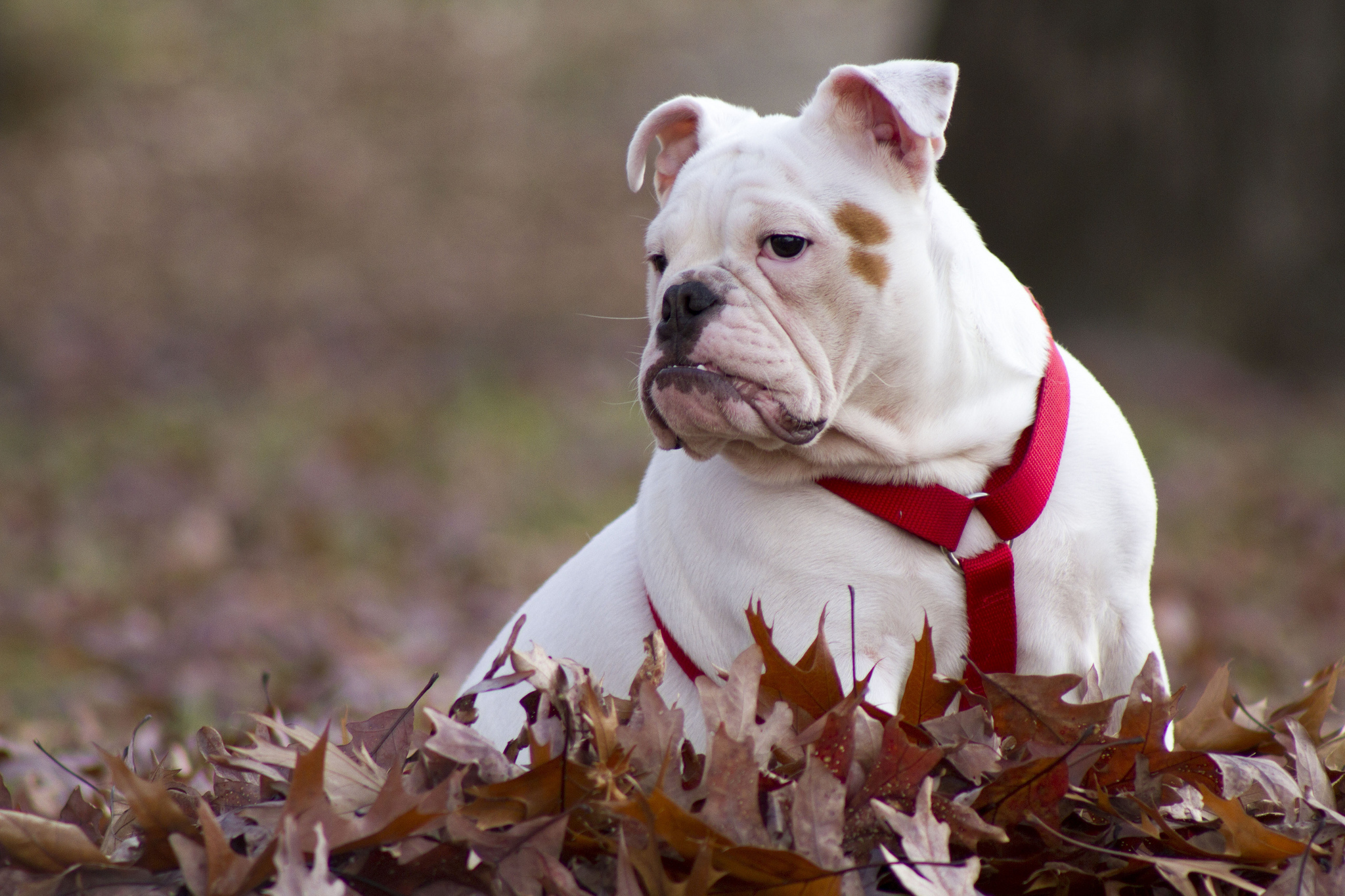 Baixar papel de parede para celular de Animais, Cães, Cão gratuito.