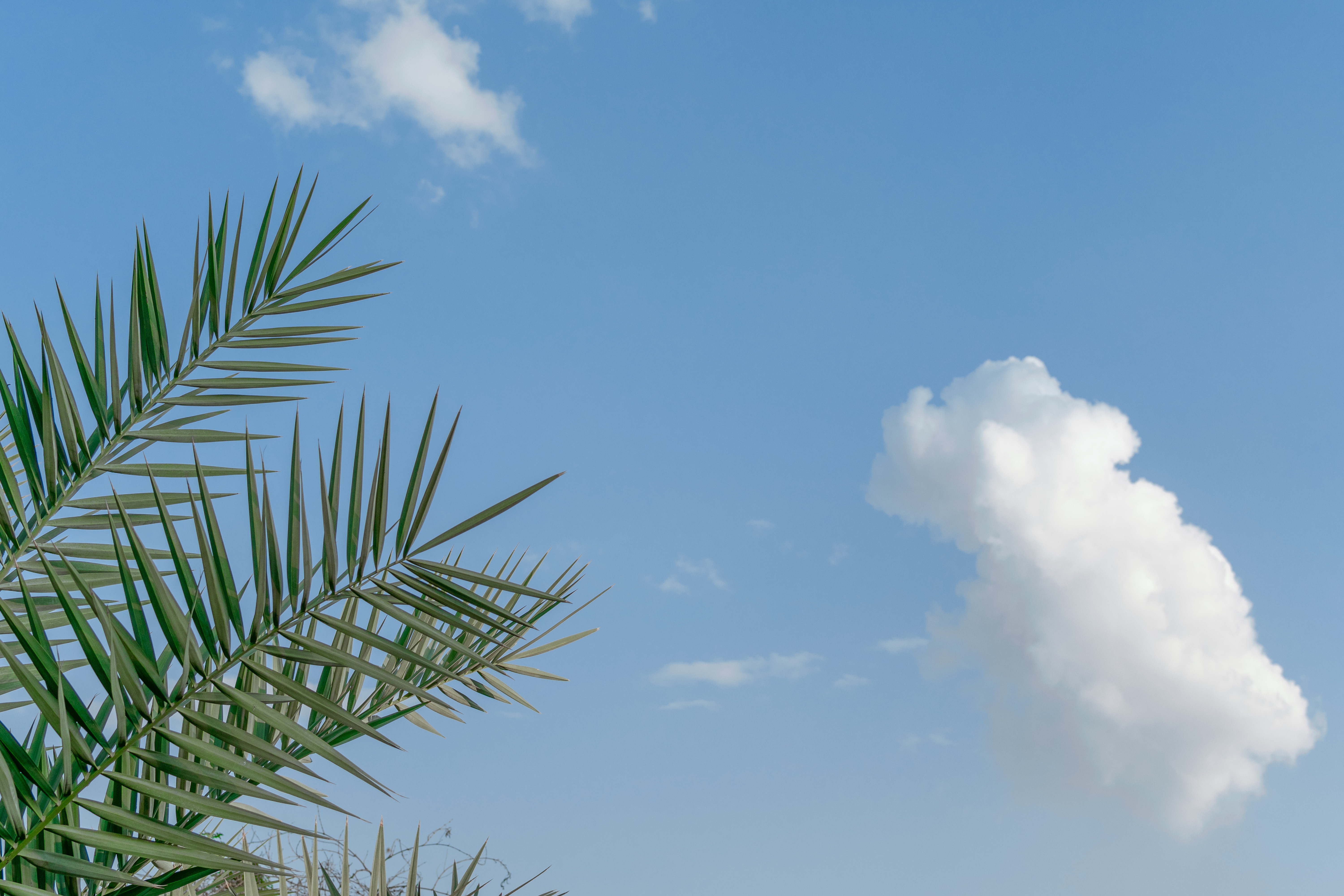 Download mobile wallpaper Branches, Clouds, Sky, Palm, Nature, Tropics for free.