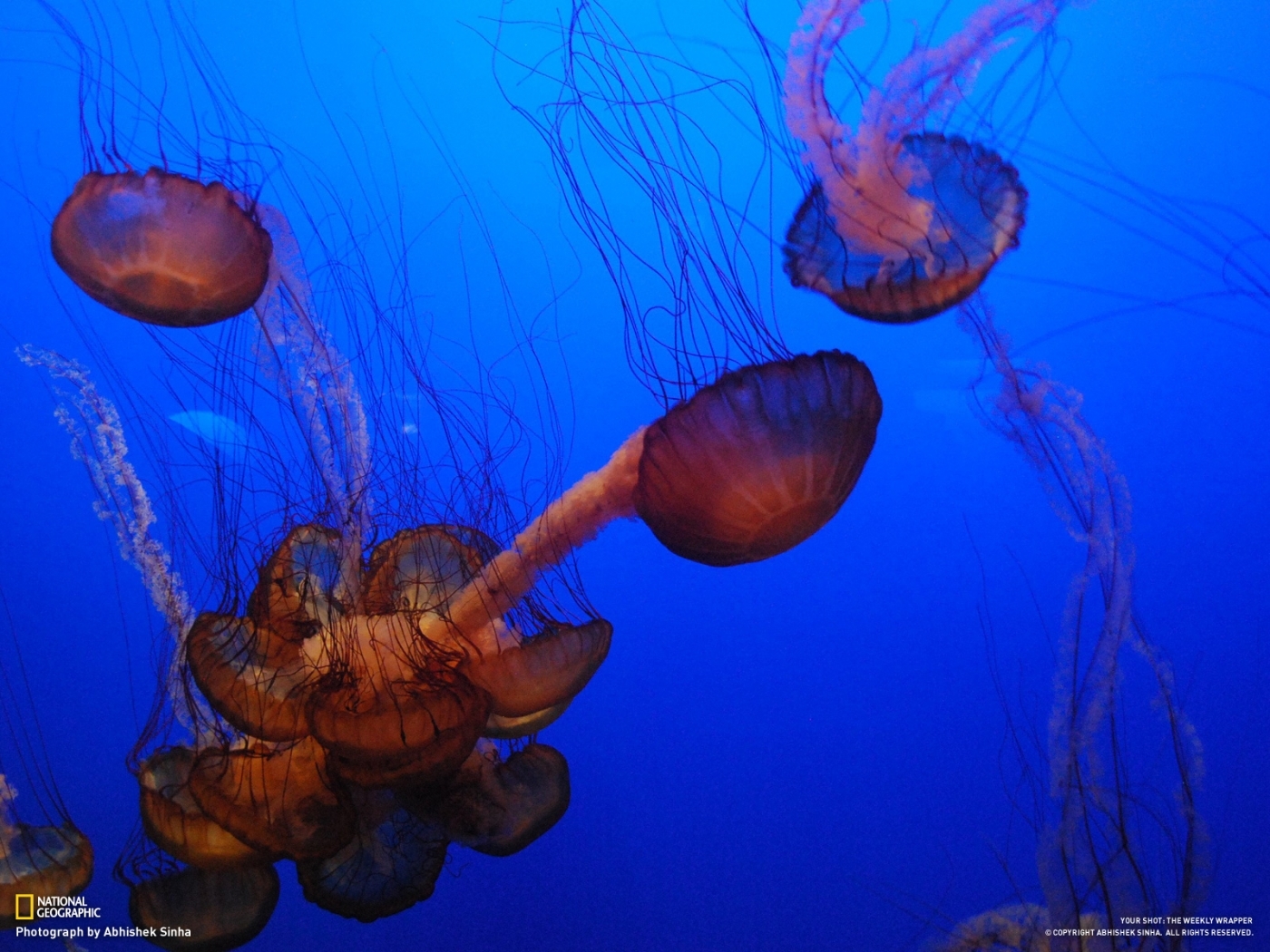 26847 скачать картинку животные, море, медузы, синие - обои и заставки бесплатно