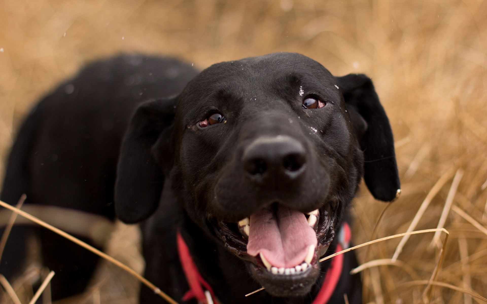 Baixar papel de parede para celular de Cães, Cão, Animais gratuito.