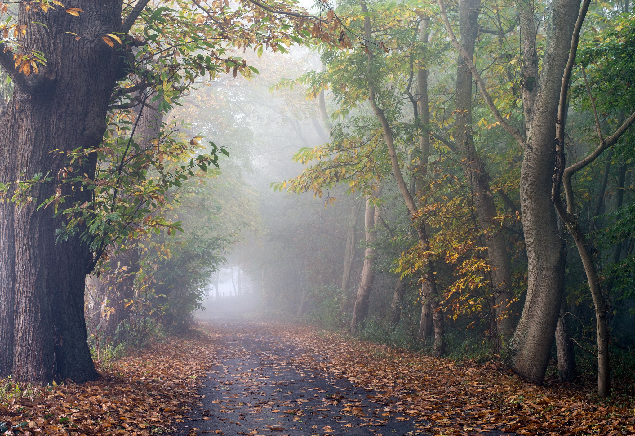 Download mobile wallpaper Nature, Road, Tree, Fog, Fall, Man Made for free.