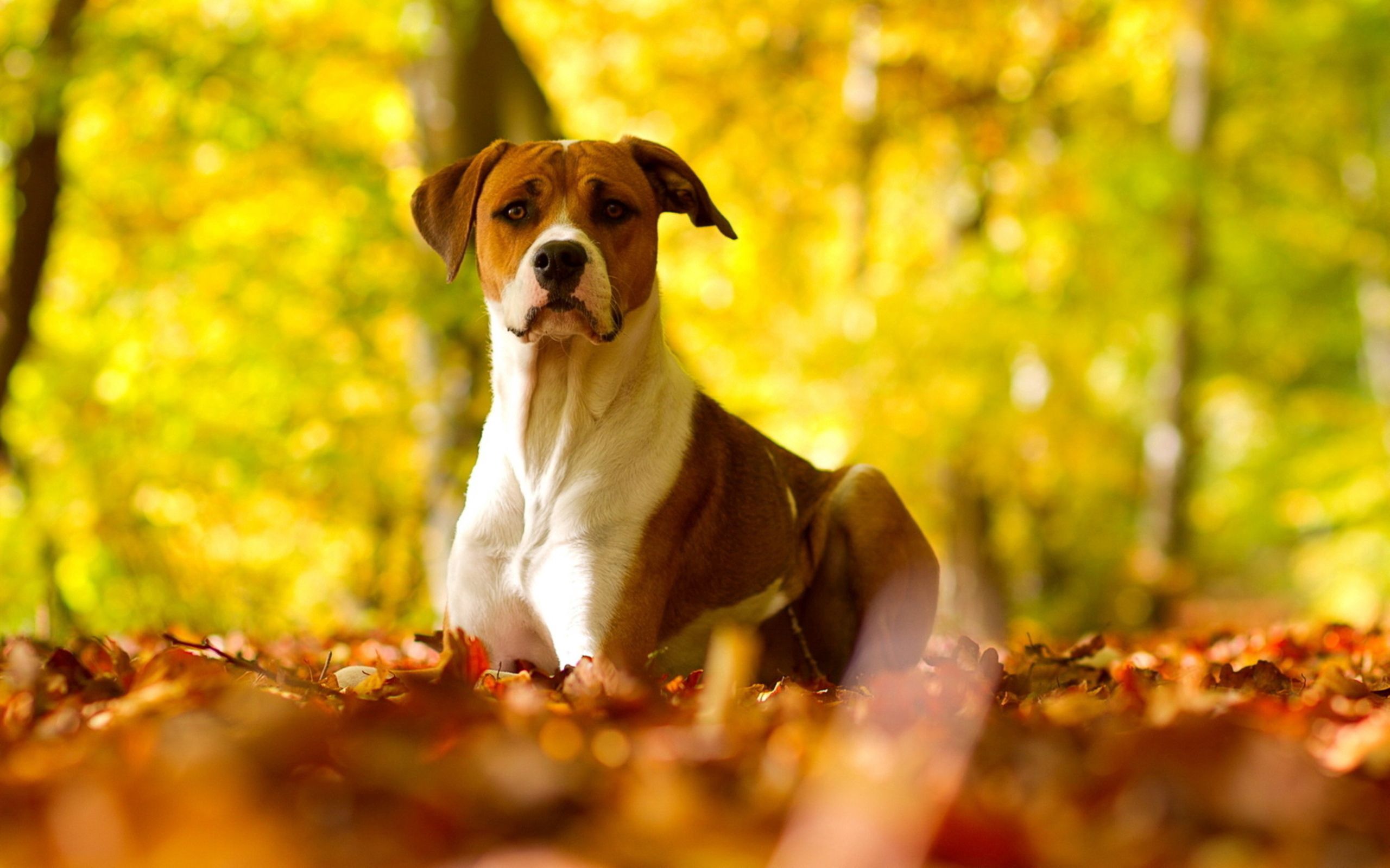 Free download wallpaper Grass, Dog, Sight, Opinion, Animals, Autumn, Leaves on your PC desktop
