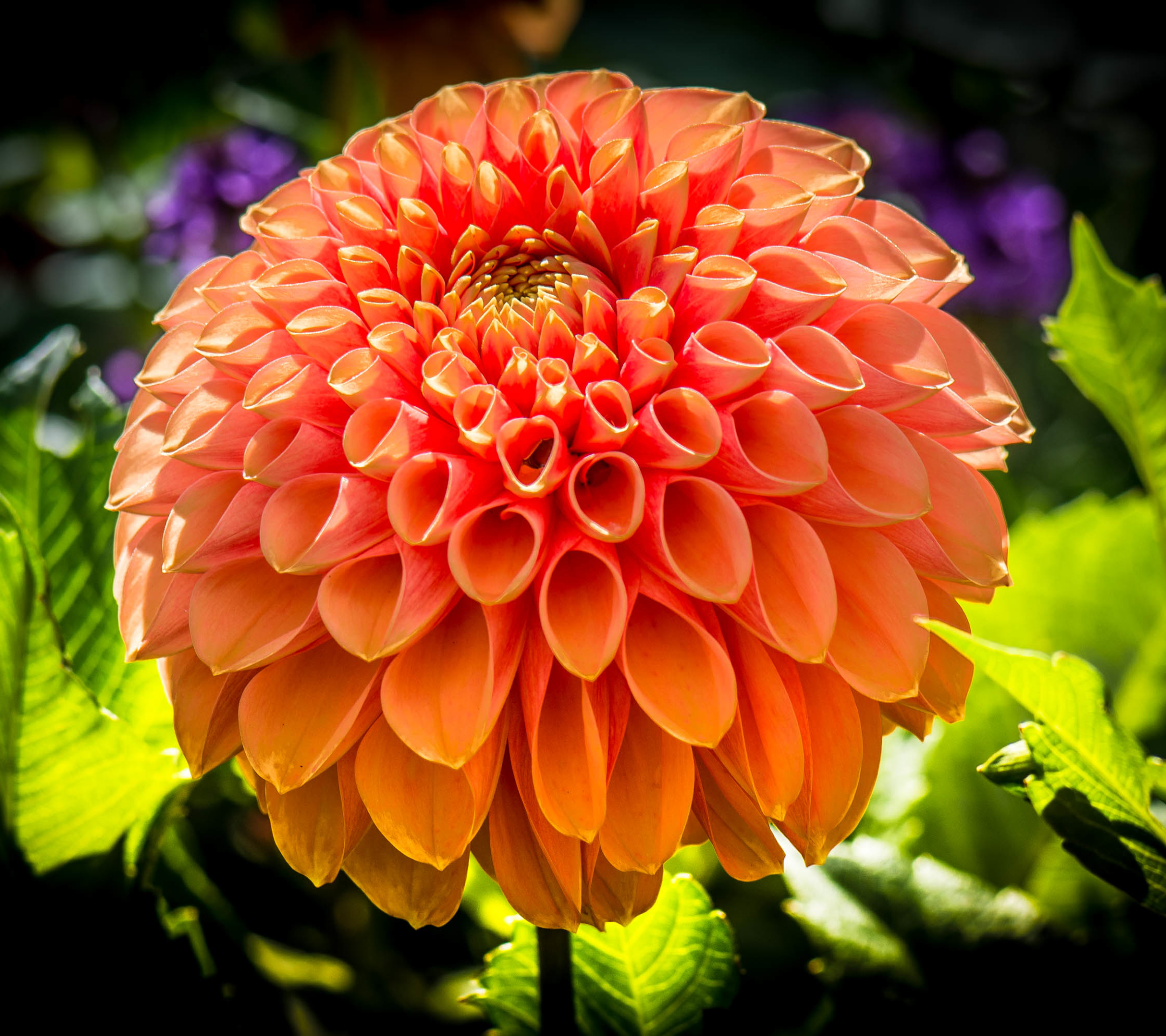 Download mobile wallpaper Flowers, Flower, Close Up, Earth, Dahlia, Orange Flower for free.