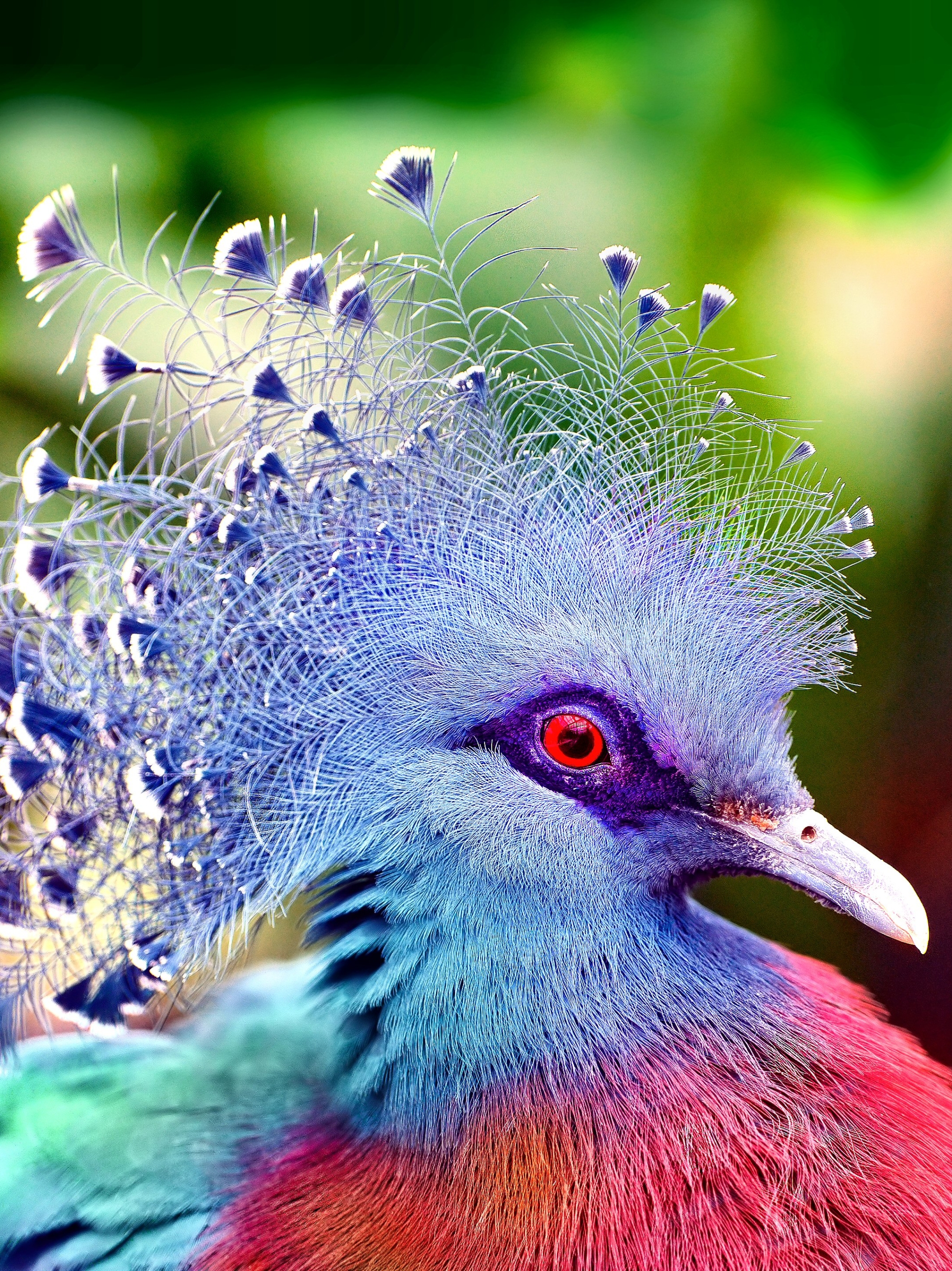 1183221 скачать обои птицы, животные, венценосный голубь виктории, птица, голубь - заставки и картинки бесплатно