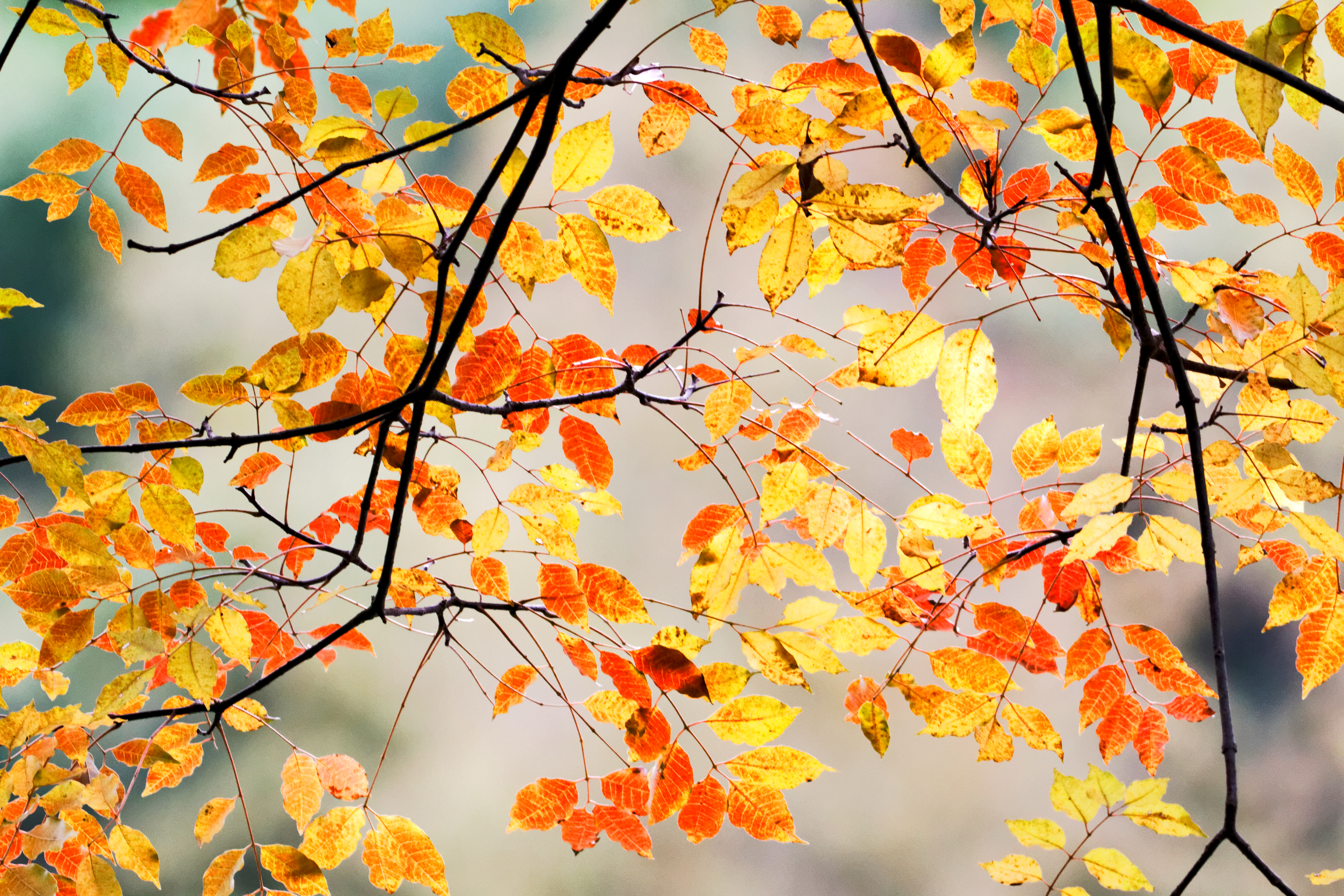 Laden Sie das Geäst, Zweige, Natur, Makro, Blätter, Herbst-Bild kostenlos auf Ihren PC-Desktop herunter