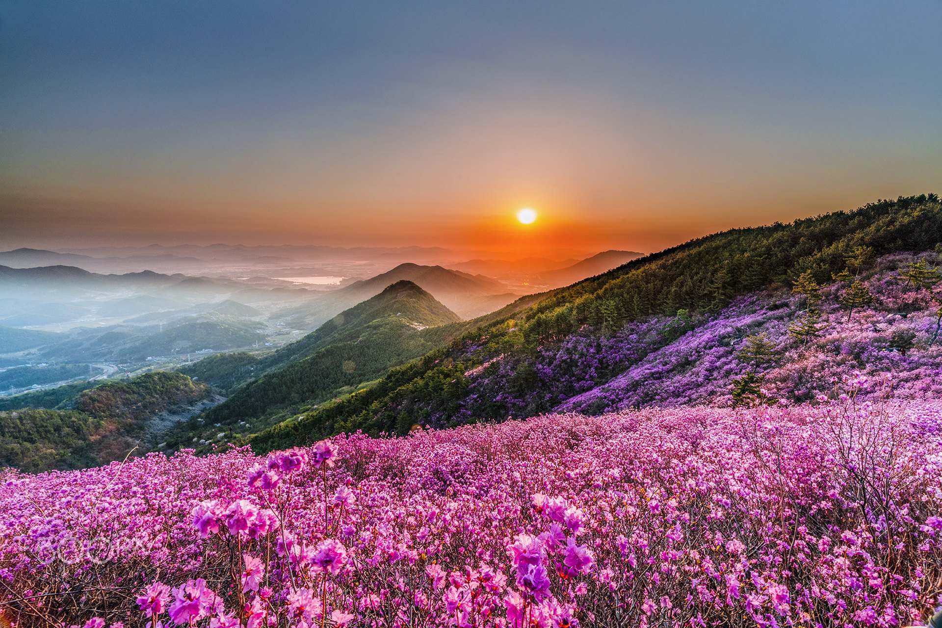 Free download wallpaper Nature, Flowers, Sunset, Flower, Earth, Pink Flower on your PC desktop