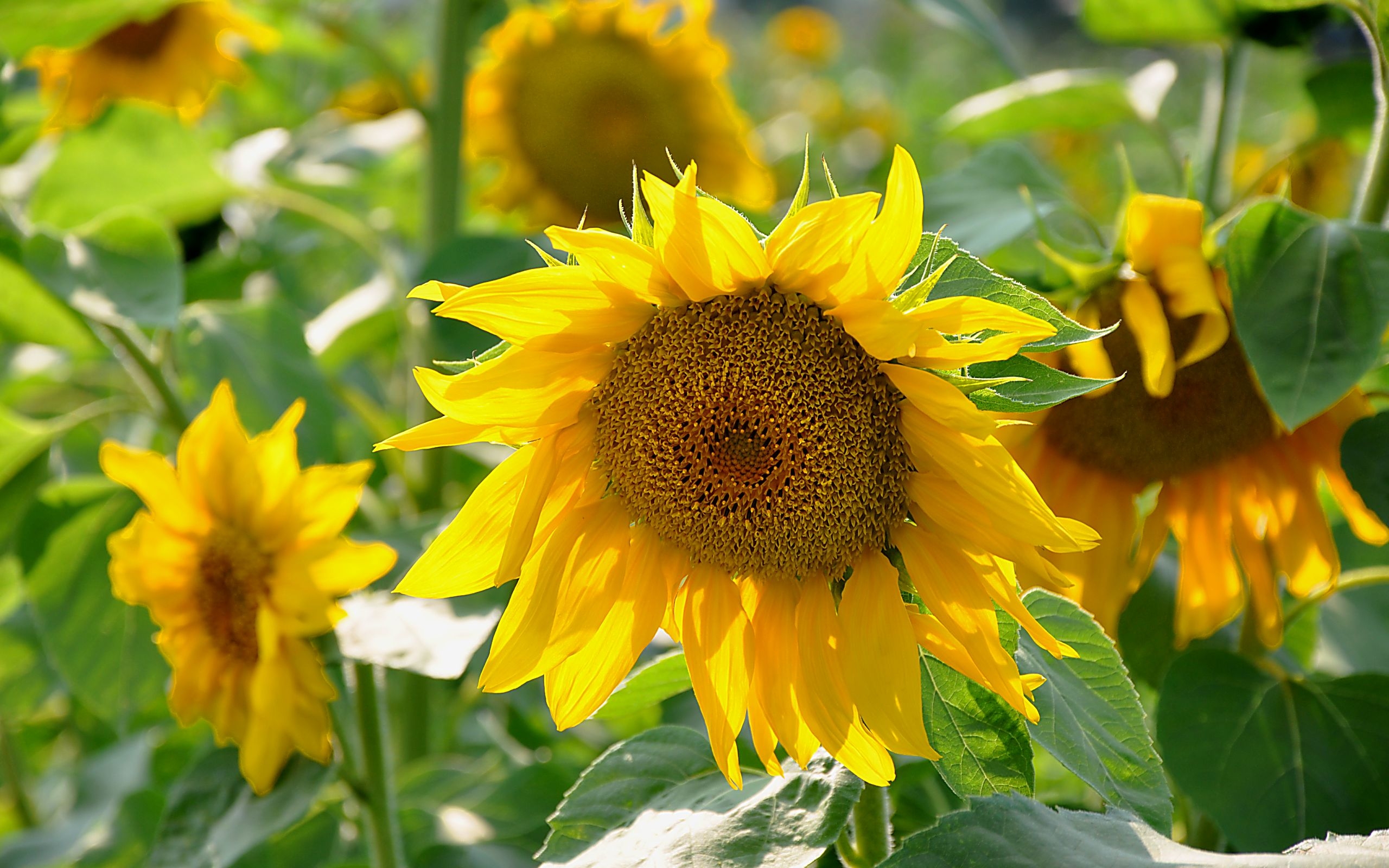 plants, flowers, sunflowers, yellow Image for desktop