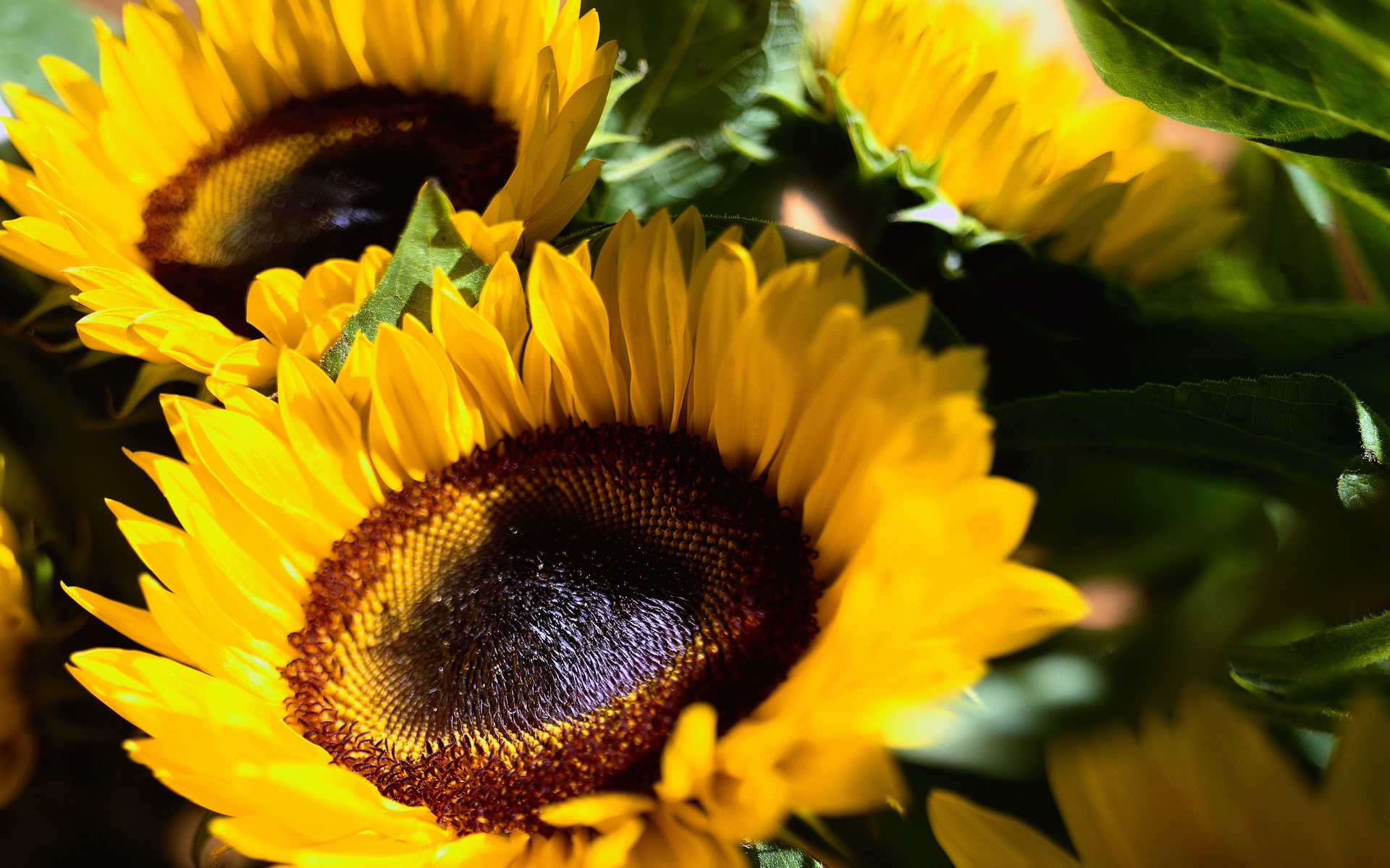 Завантажити шпалери безкоштовно Рослини, Квіти, Соняшники картинка на робочий стіл ПК