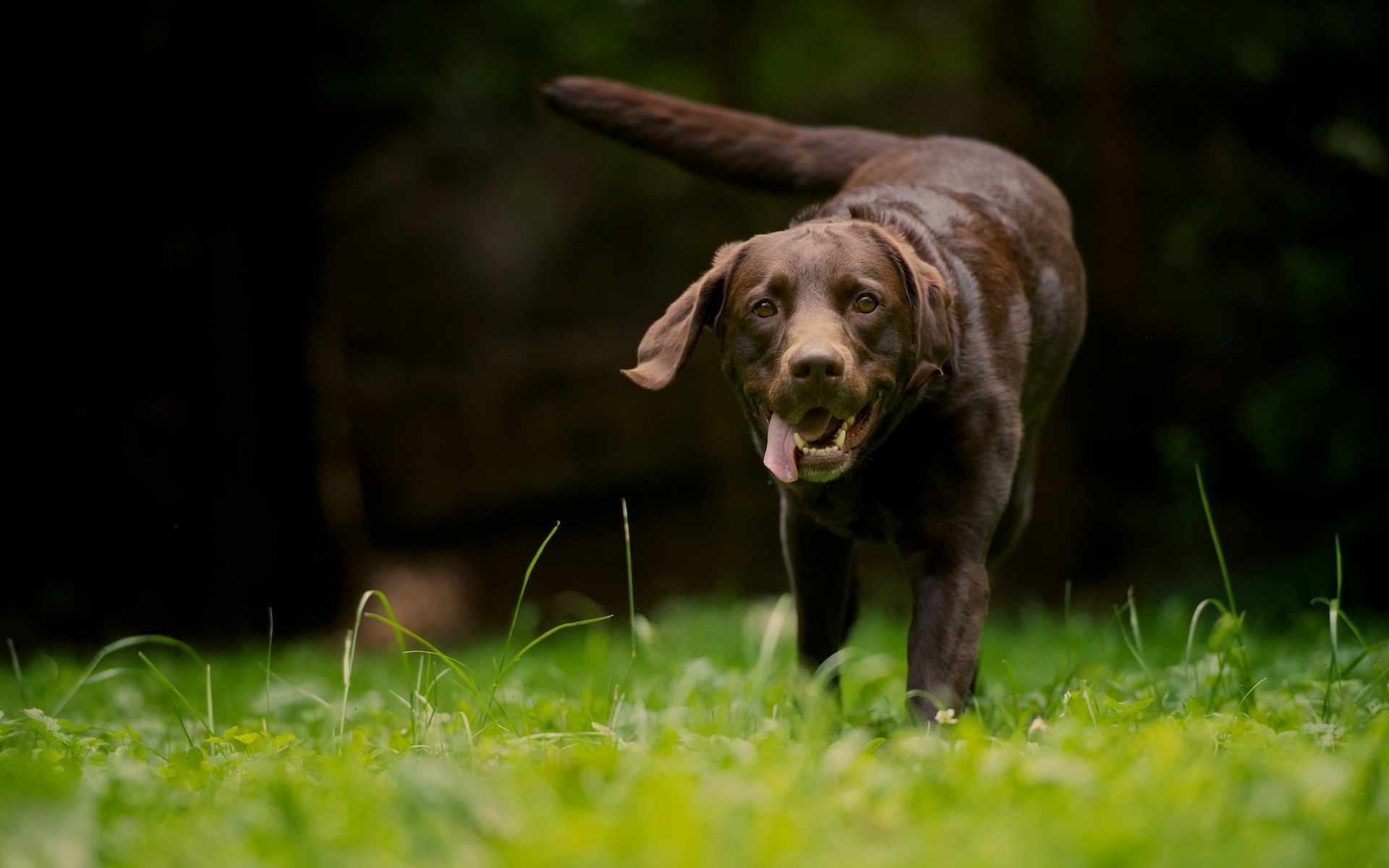 Téléchargez des papiers peints mobile Animaux, Chiens, Chien gratuitement.